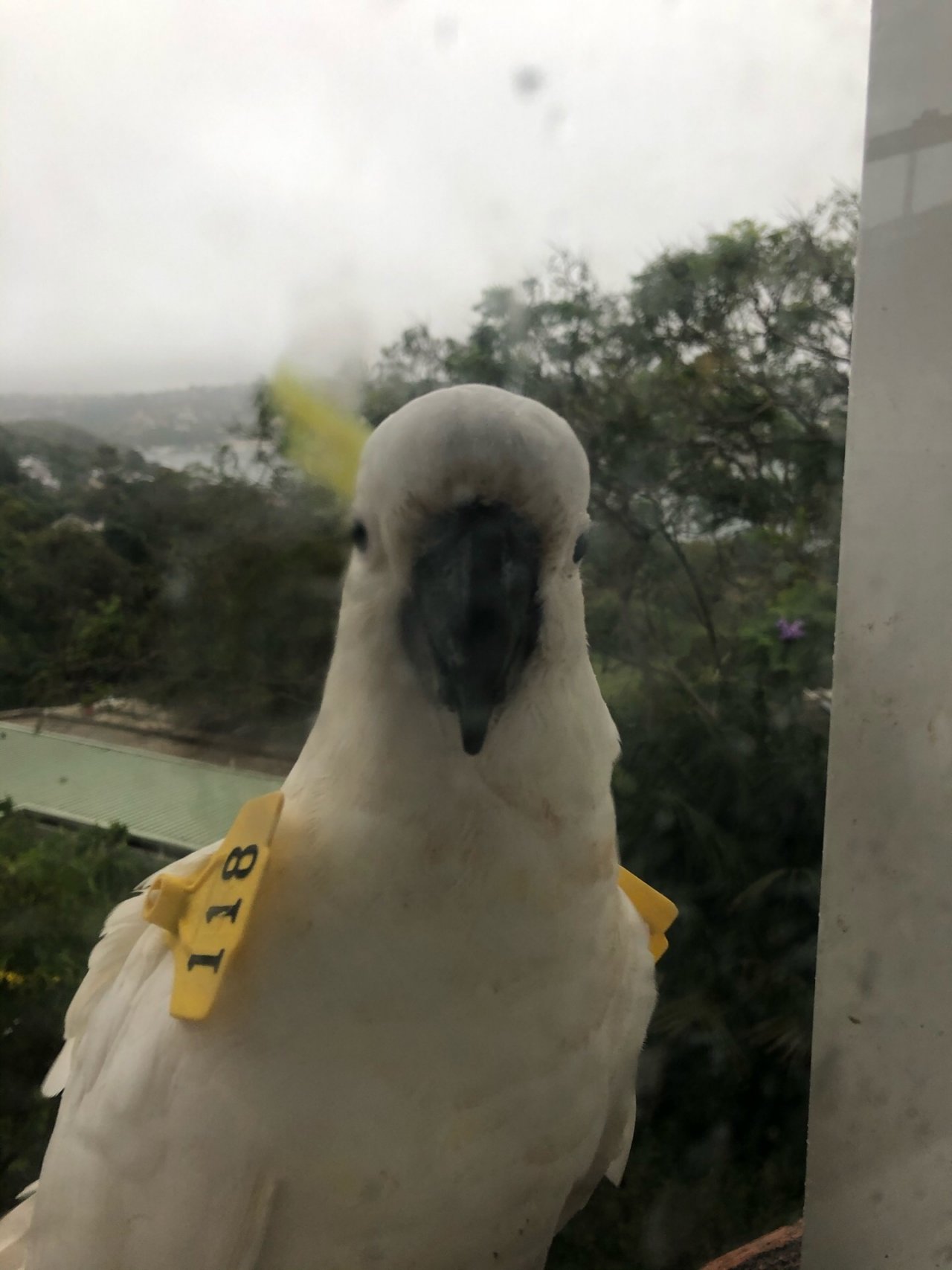 Sulphur-crested Cockatoo in Big City Birds App spotted by Cockie on 15.12.2020