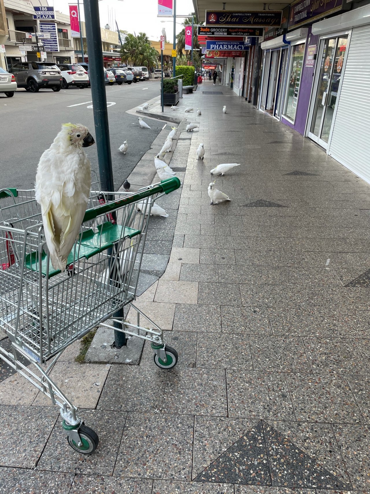 Sulphur-crested Cockatoo in Big City Birds App spotted by Tamara Leetham on 03.02.2021