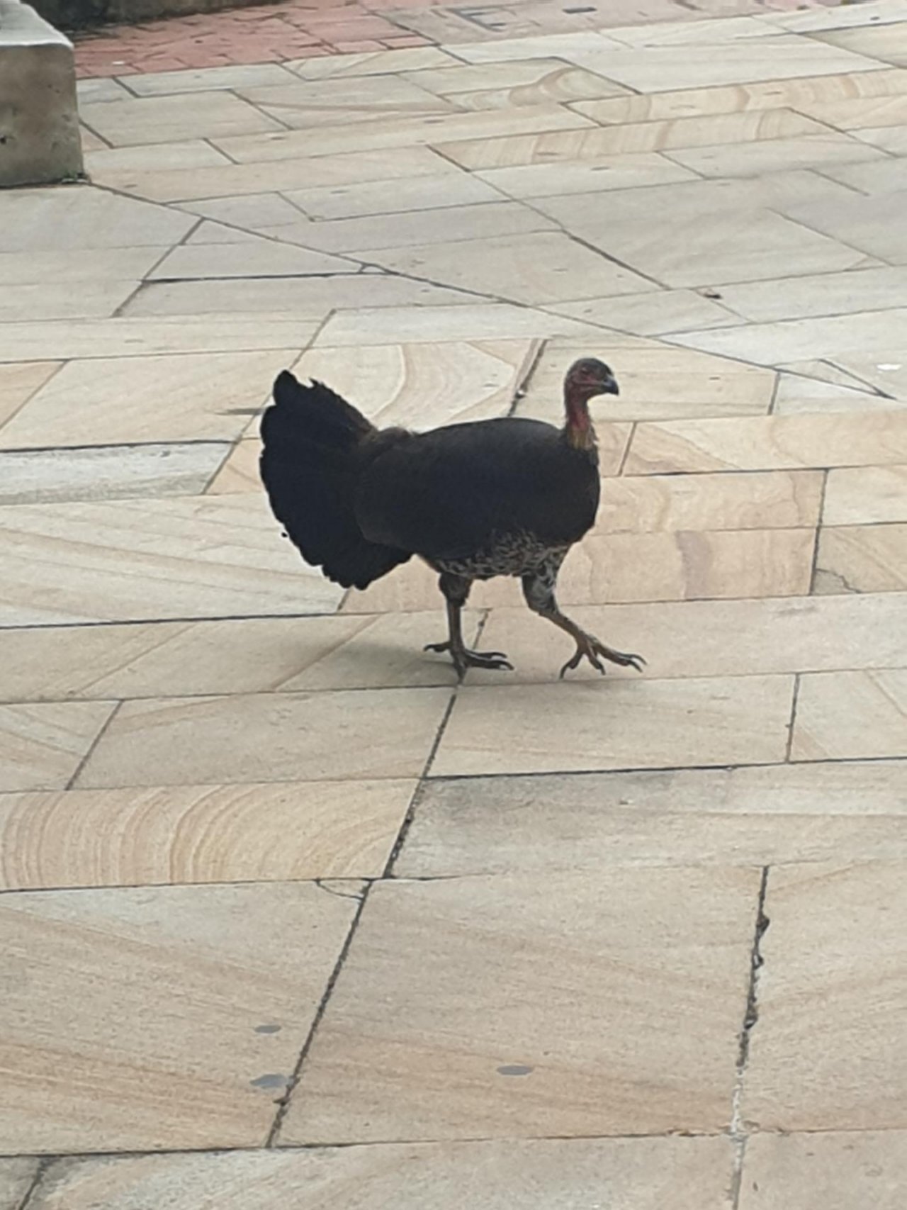 Brush-turkey in Big City Birds App spotted by Caitlyn Drayton-taylor on 02.03.2021