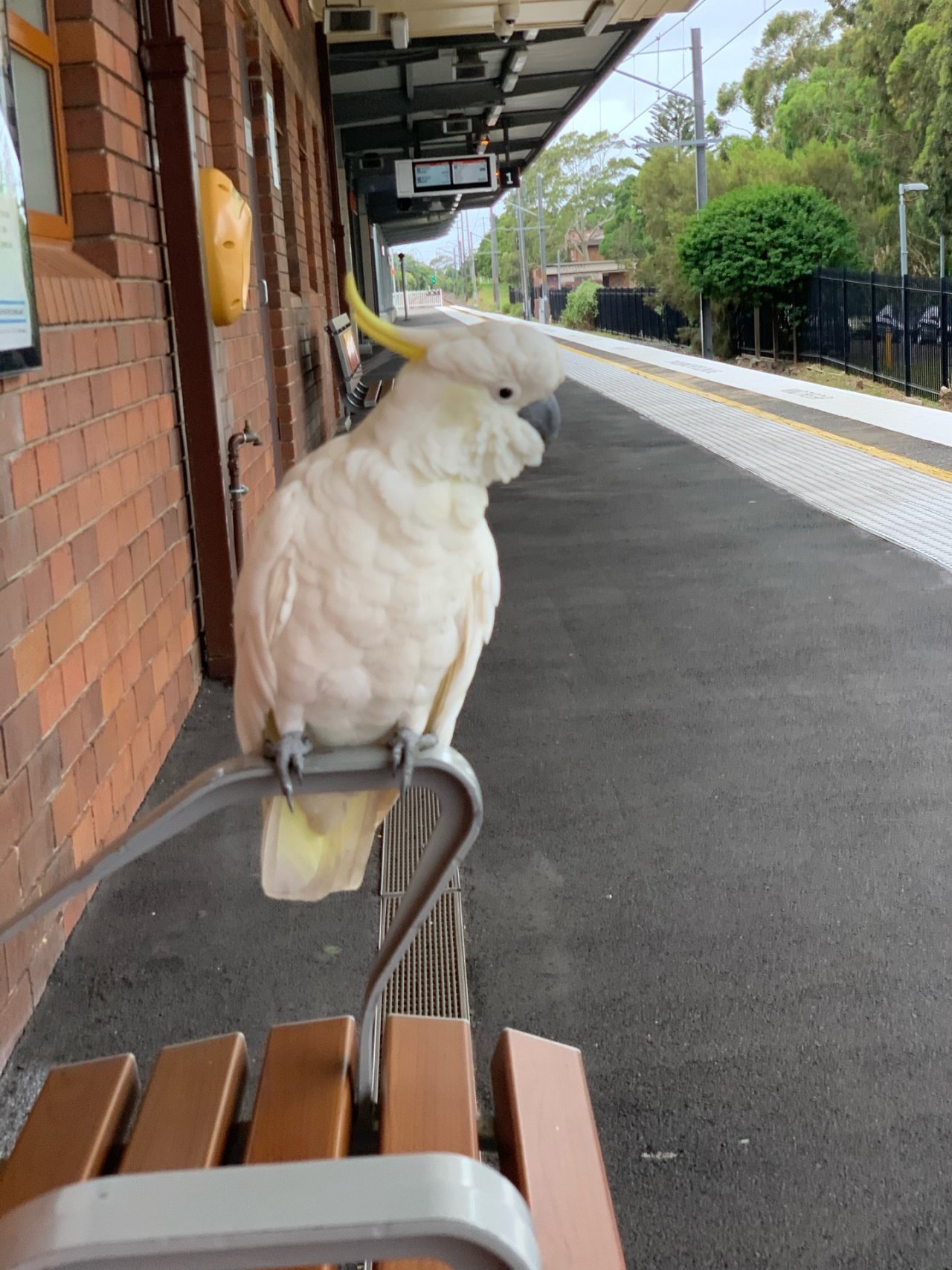 Sulphur-crested Cockatoo in Big City Birds App spotted by Sparky on 20.12.2020