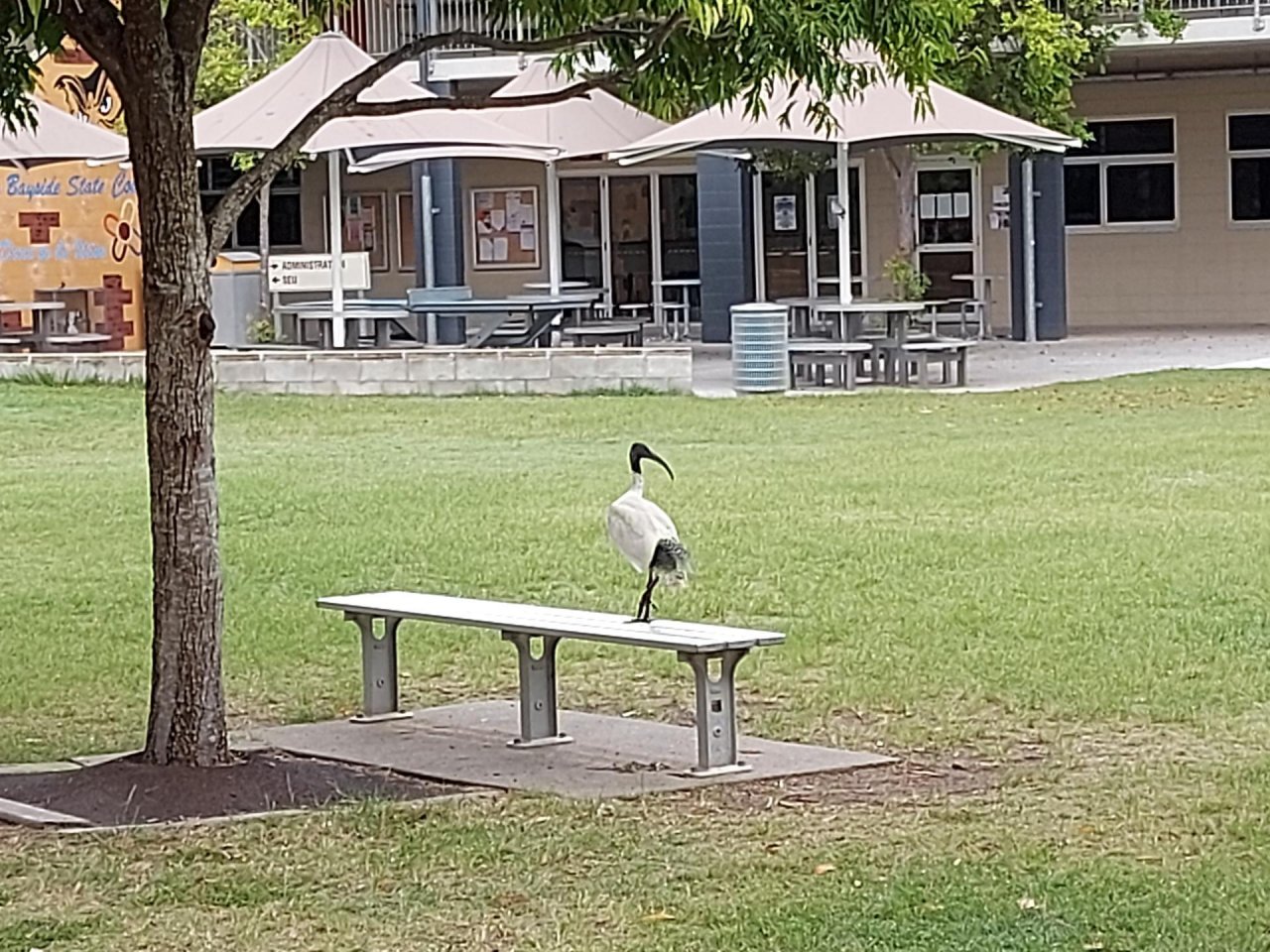 White Ibis in Big City Birds App spotted by Feather on 13.03.2021