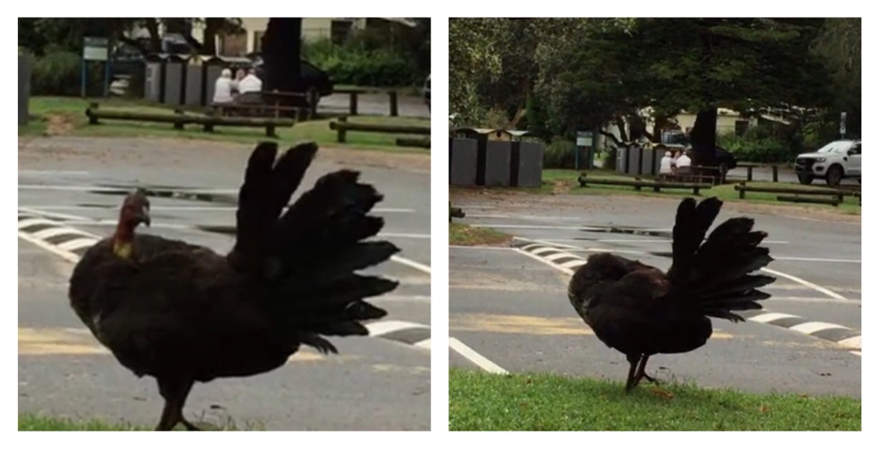 Brush-turkey in Big City Birds App spotted by ednaward on 22.12.2020