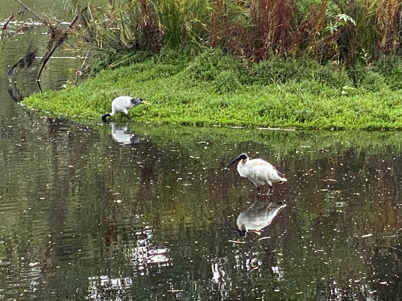 White Ibis in Big City Birds App spotted by Karen Cornelius on 27.01.2021