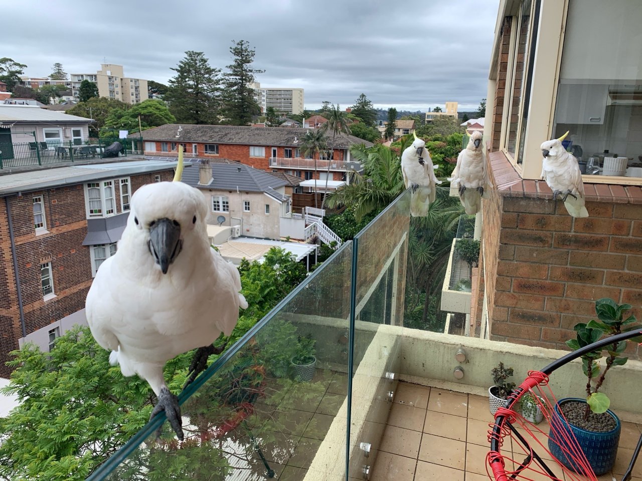 Sulphur-crested Cockatoo in Big City Birds App spotted by Susan on 29.12.2020