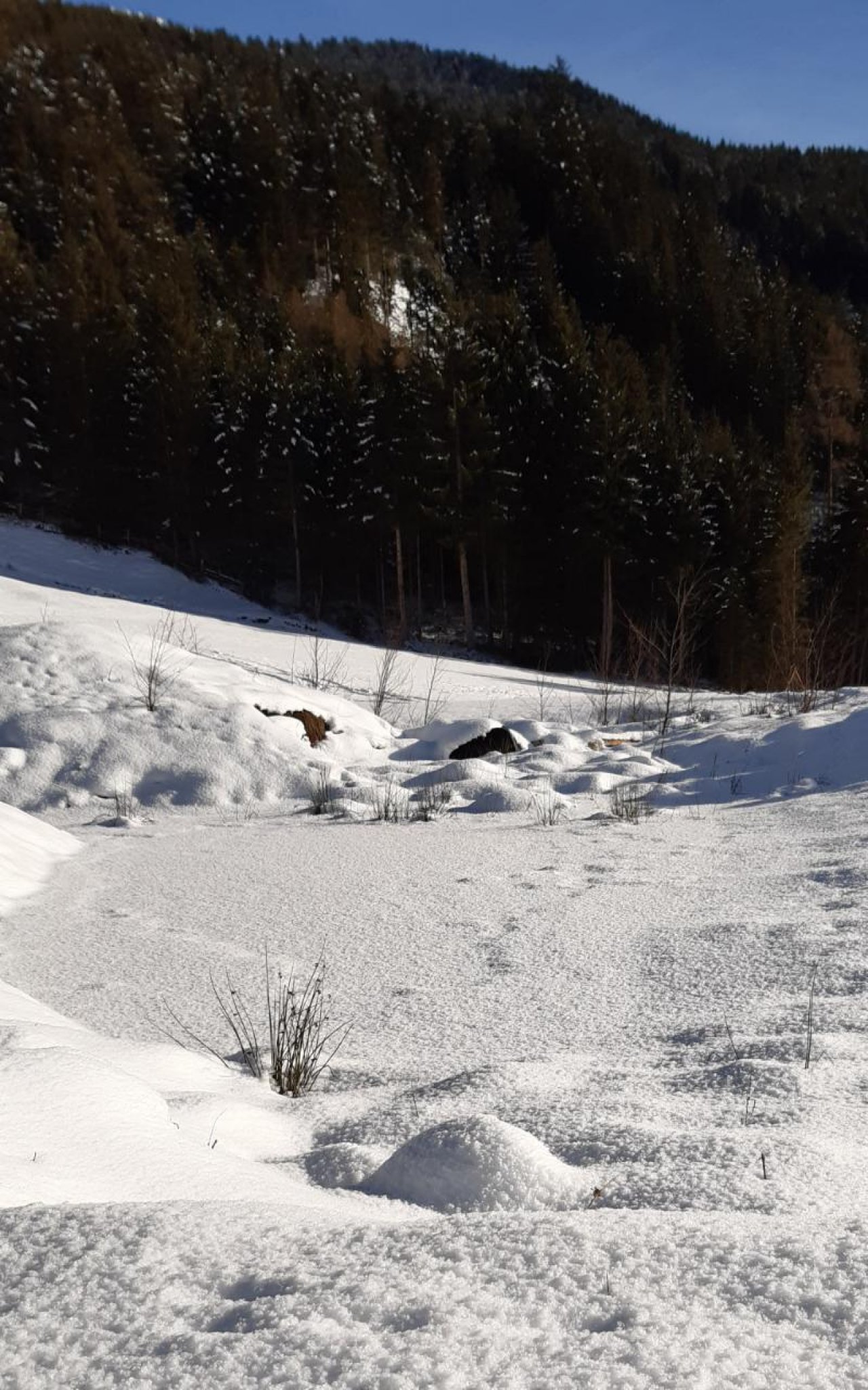 Eis auf Bächen und Teichen in Naturkalender App spotted by Steinbock on 14.12.2020