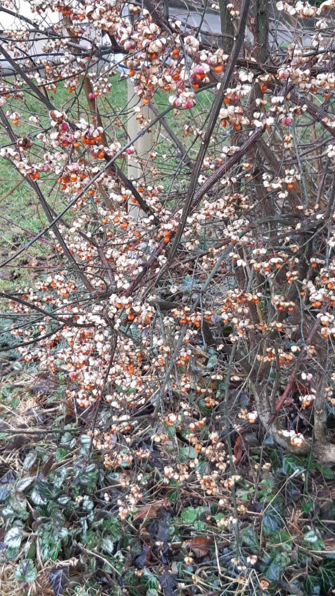 Pfaffenhütchen / Gewöhnlicher Spindelstrauch in Naturkalender App spotted by Julihele on 25.12.2020