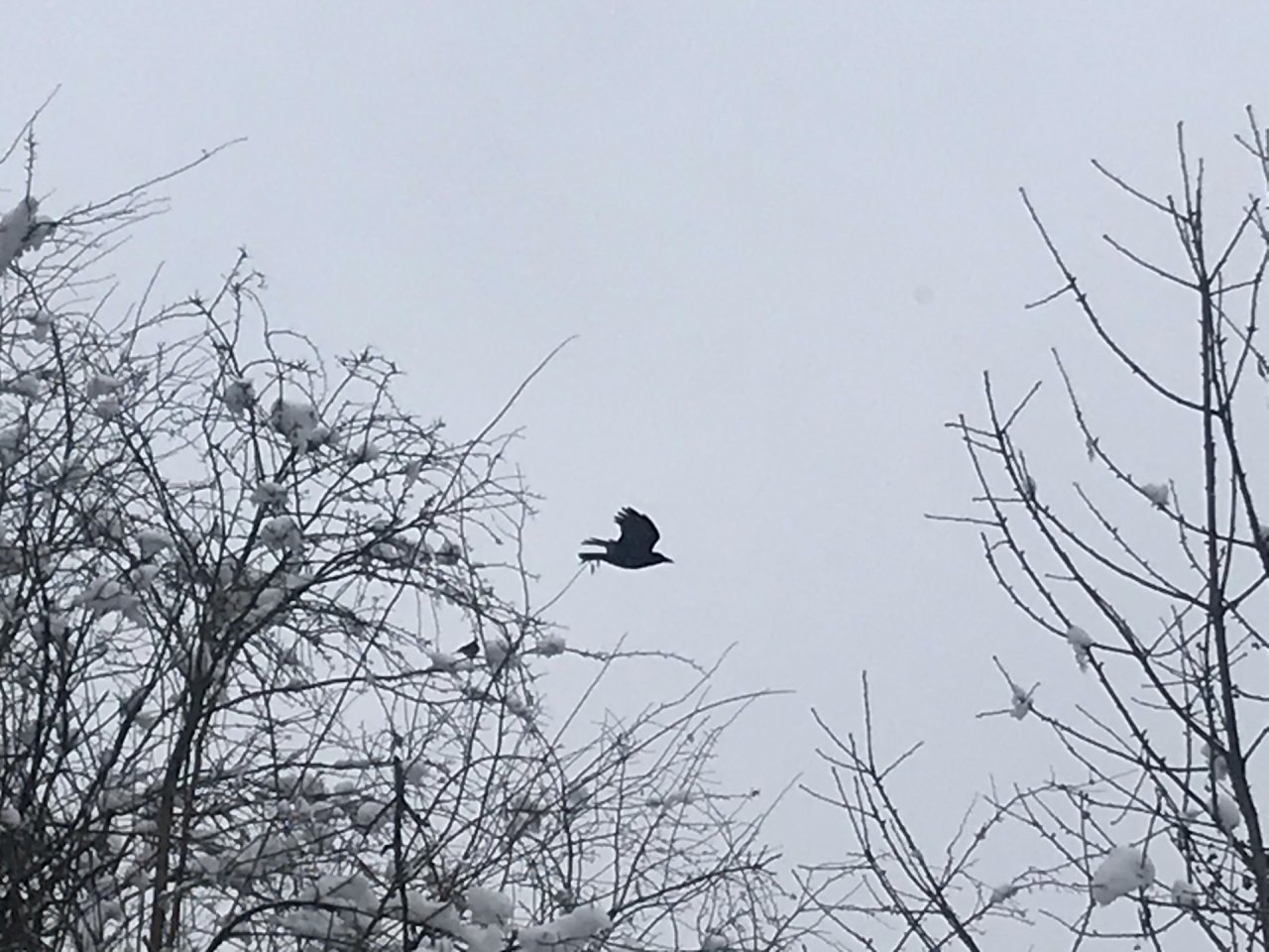 Carrion Crow in KraMobil App spotted by Maleit on 09.01.2021