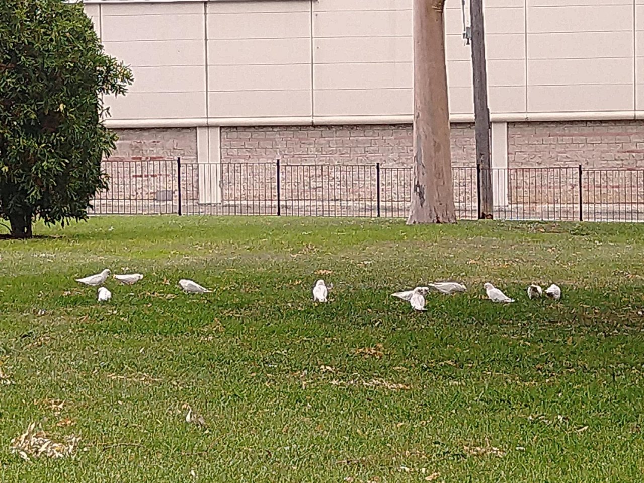 Little Corella in Big City Birds App spotted by Anna on 19.01.2021