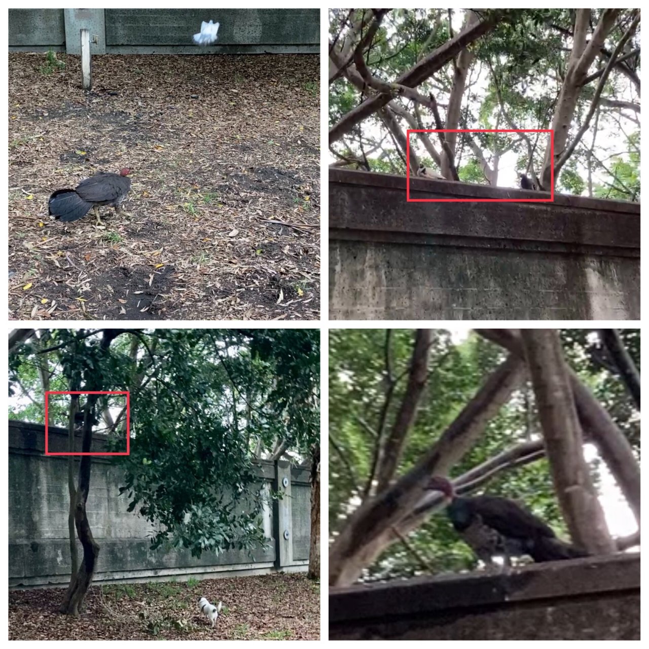 Brush-turkey in Big City Birds App spotted by ednaward on 02.01.2021