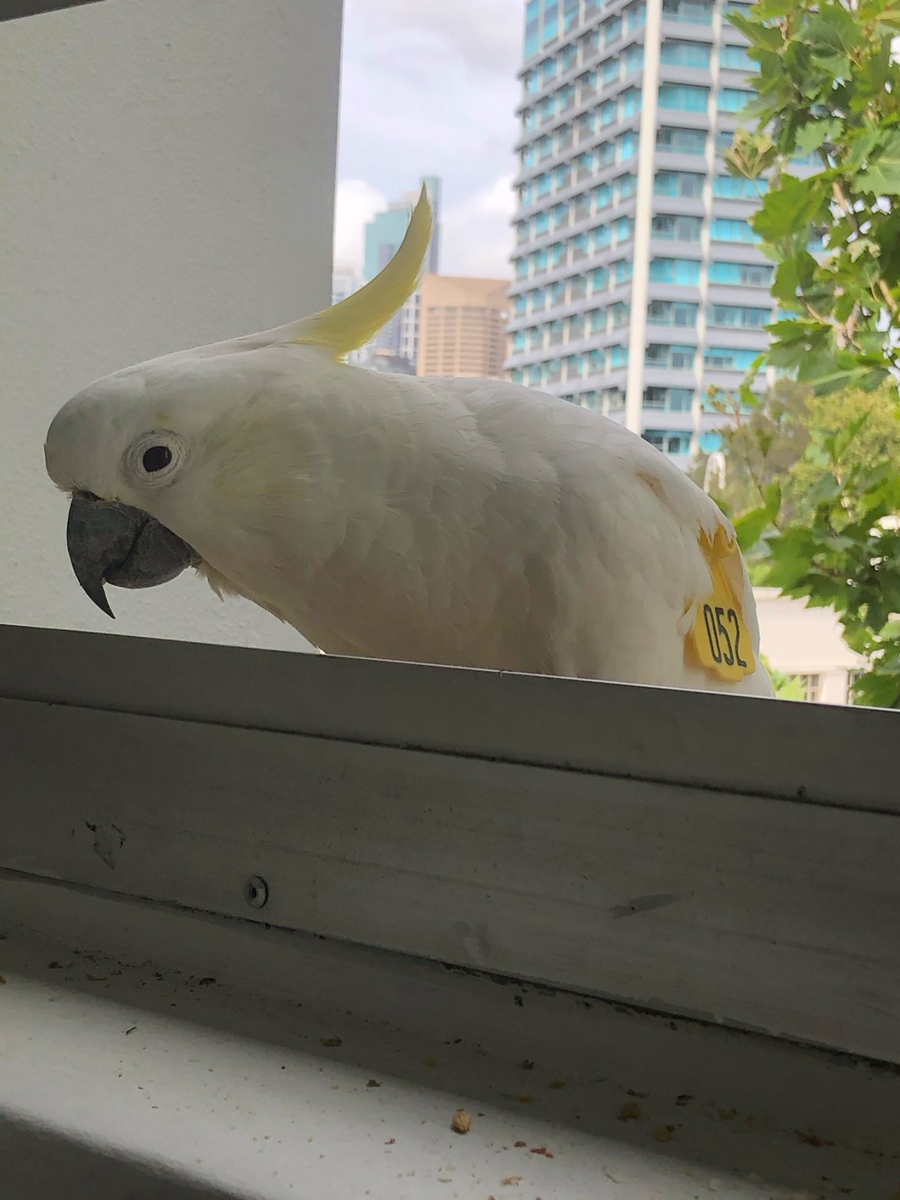 Sulphur-crested Cockatoo in Big City Birds App spotted by Lexie on 24.12.2020