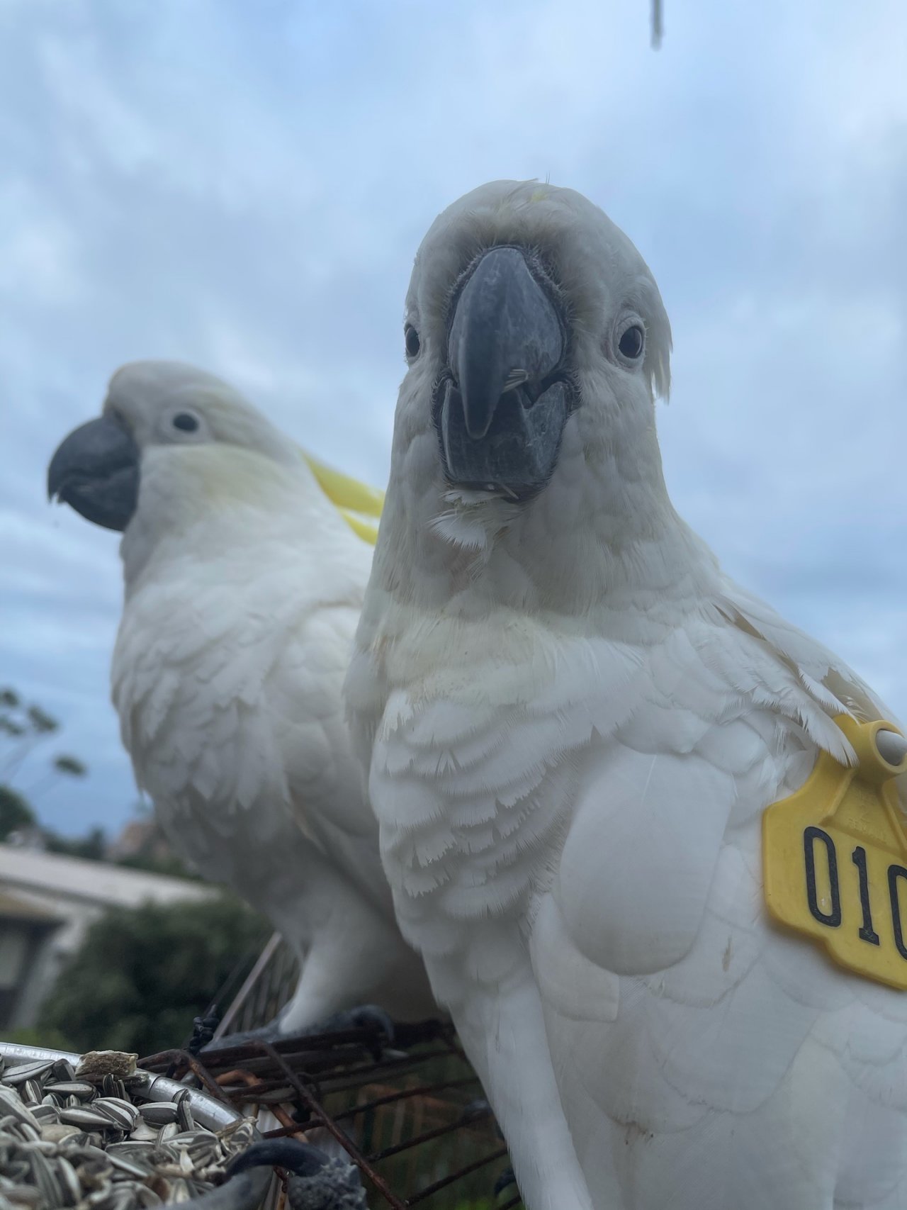 Sulphur-crested Cockatoo in Big City Birds App spotted by Di Quick on 31.12.2020