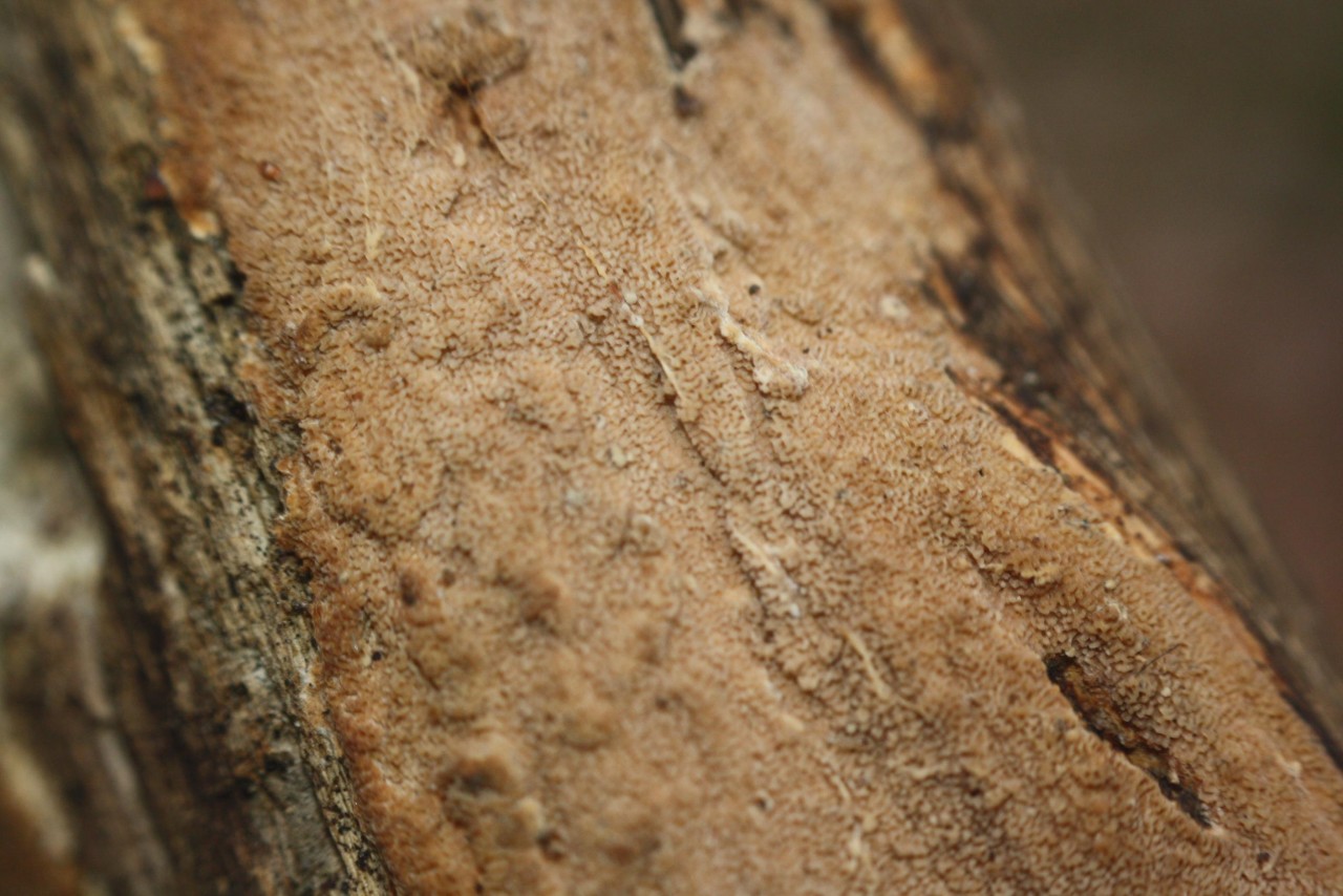 on a tree trunk; deciduous tree; deadwood;lying; | Pilzfinder App | 09.12.2020