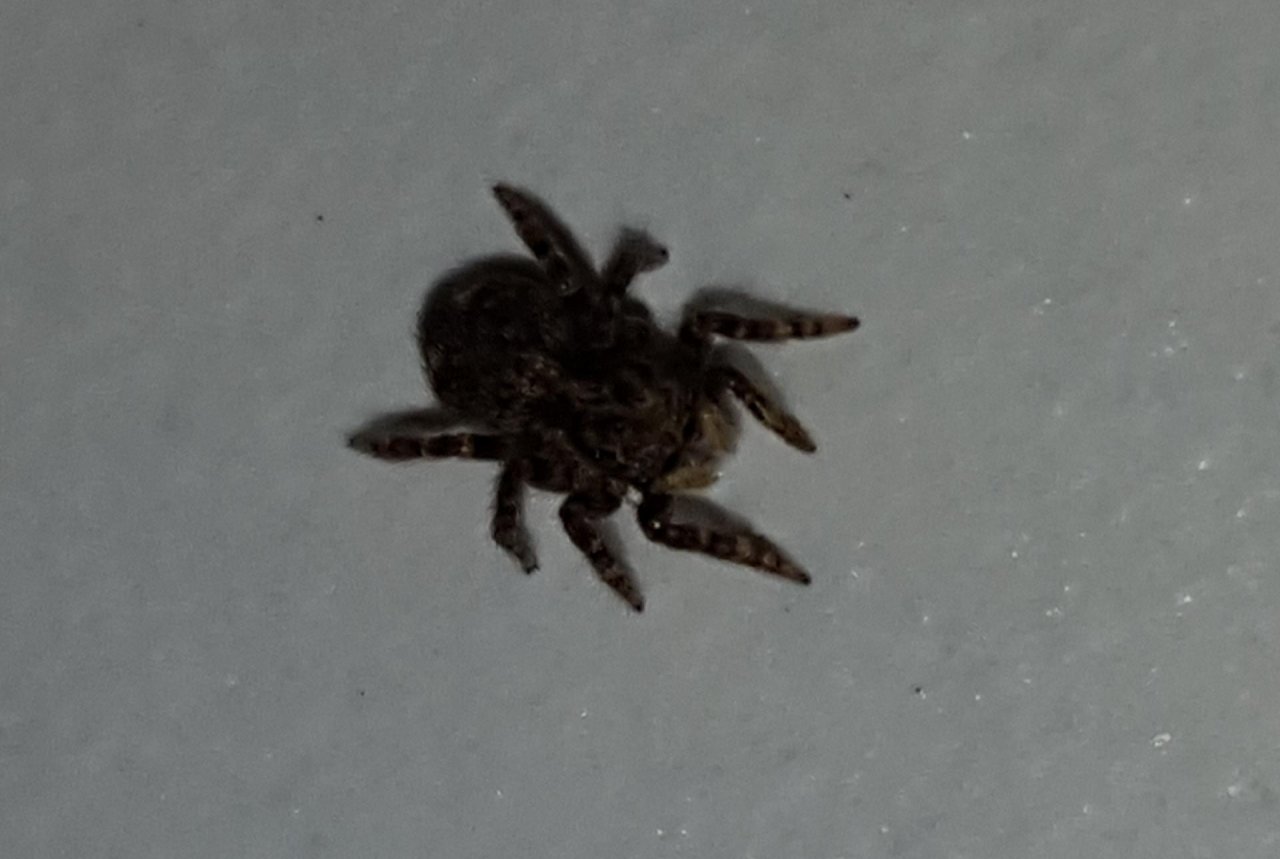 unknown species in SpiderSpotter App spotted by Florian Van Hecke on 23.01.2021