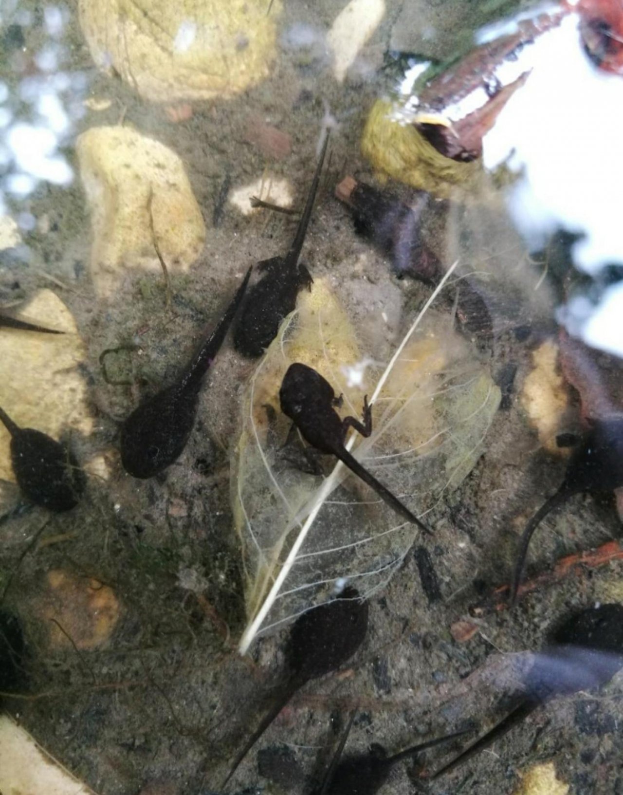 Animals in NatureSpots App spotted by Insectsvienna on 15.06.2019