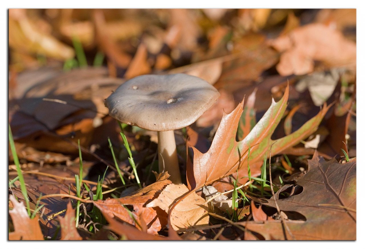 Fungi in NatureSpots App spotted by Danny VG on 05.11.2020