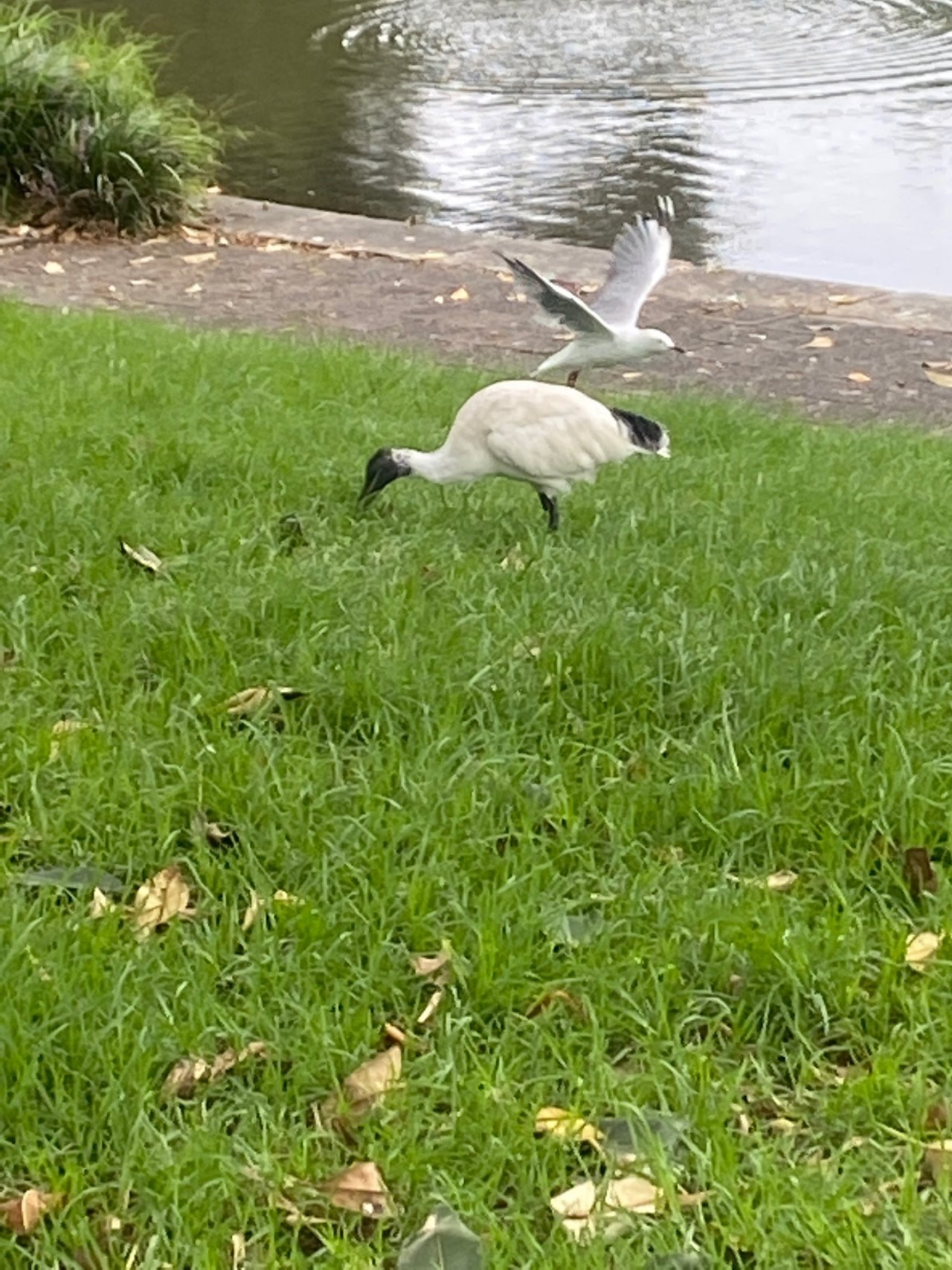 White Ibis in Big City Birds App spotted by Scurge on 23.02.2021