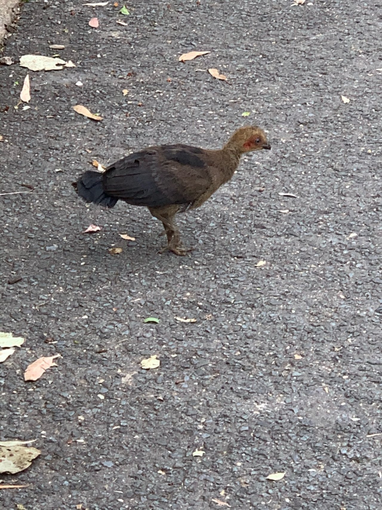 Brush-turkey in Big City Birds App spotted by John Martin on 20.01.2021