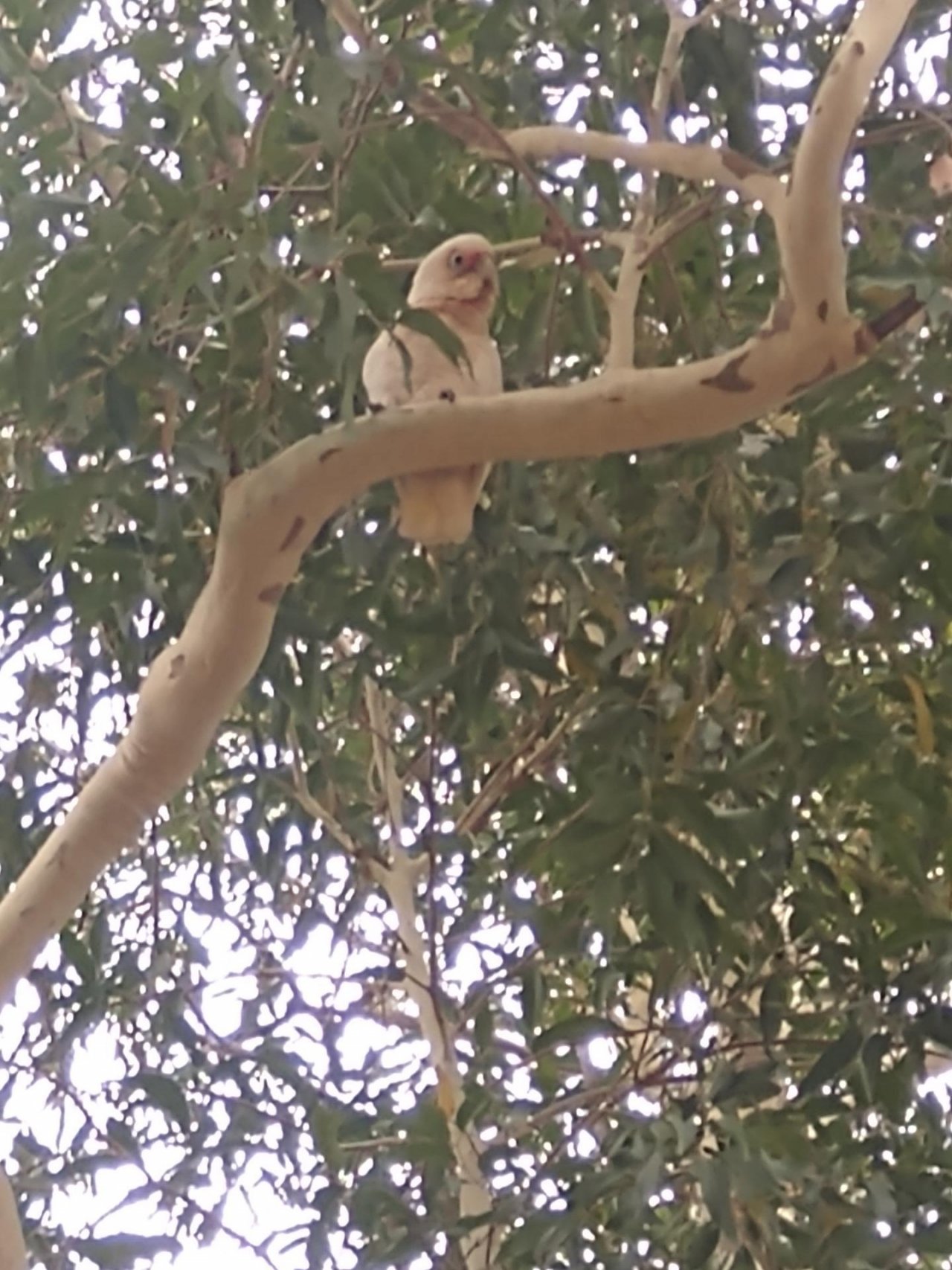 Little Corella in Big City Birds App spotted by Anna on 14.12.2020