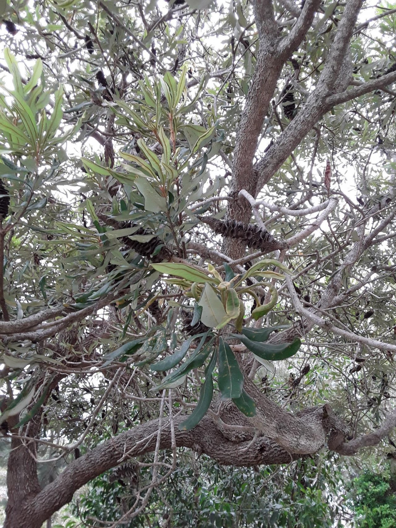 Coastal Banksia in ClimateWatch App spotted by Sameer Punde on 20.02.2021
