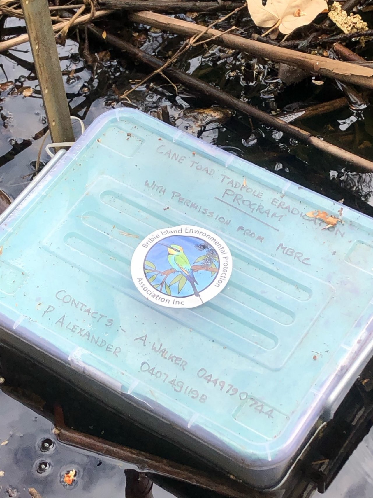 Tadpole trapping in Cane Toad Challenge App spotted by Peter Alexander on 13.01.2021