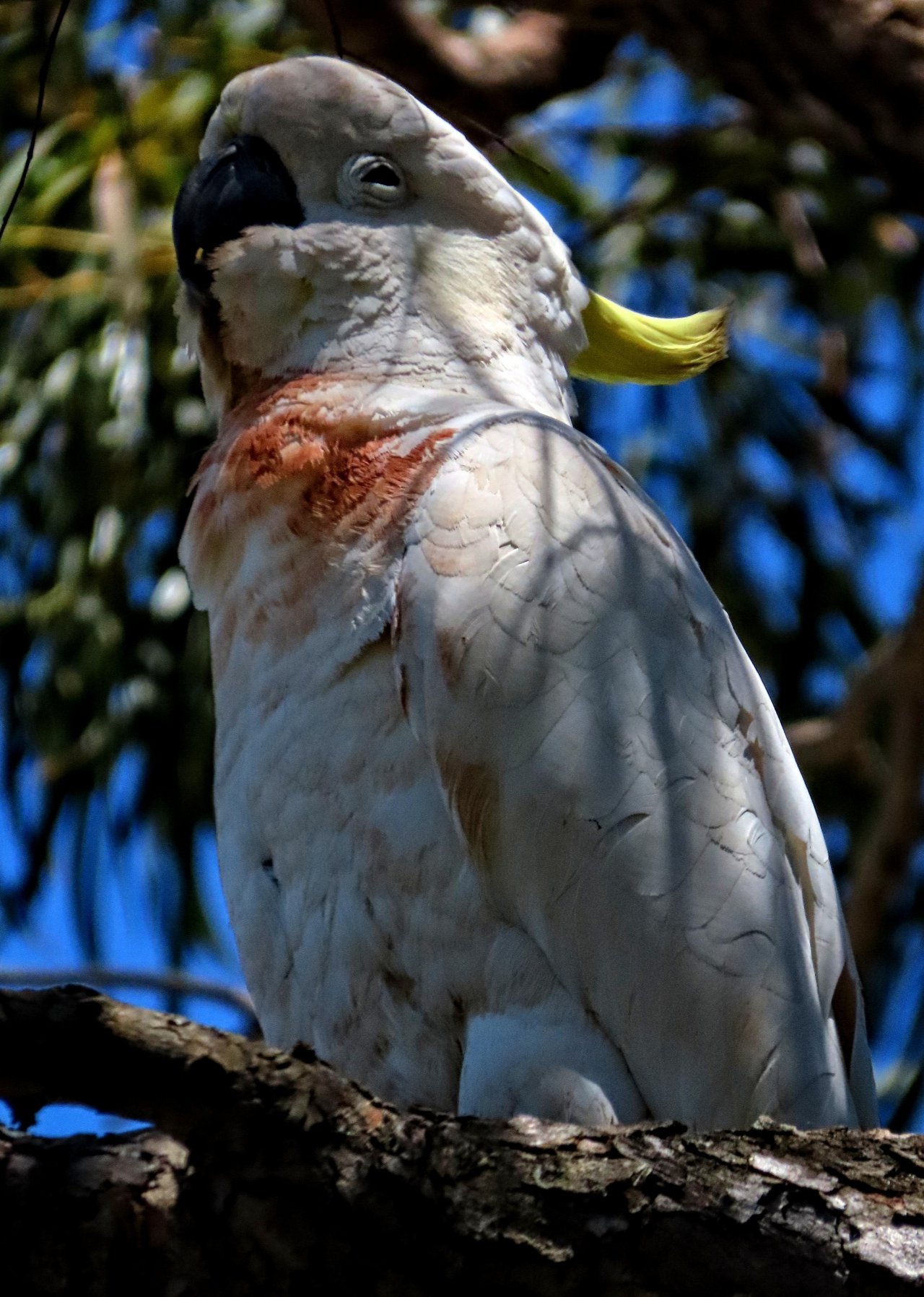 Sulphur-crested Cockatoo in Big City Birds App spotted by Bill de Belin on 15.11.2020