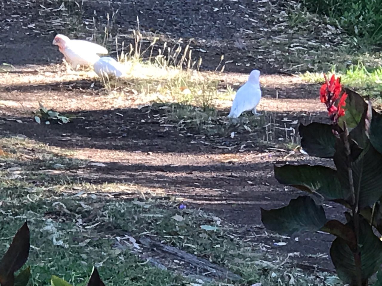 Little Corella in Big City Birds App spotted by Deborah Killmister on 26.12.2020