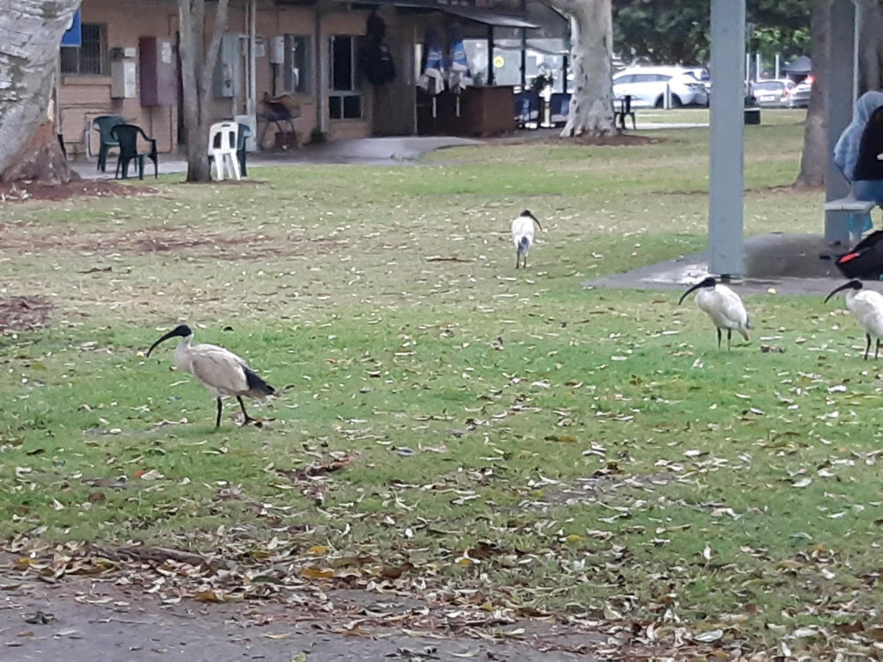 White Ibis in Big City Birds App spotted by Feather on 16.01.2021