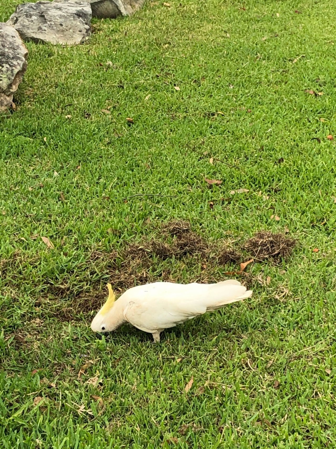 Sulphur-crested Cockatoo in Big City Birds App spotted by Cockie on 20.12.2020