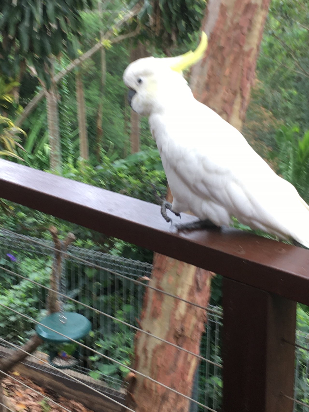 Sulphur-crested Cockatoo in Big City Birds App spotted by Margaret Scott on 02.01.2021