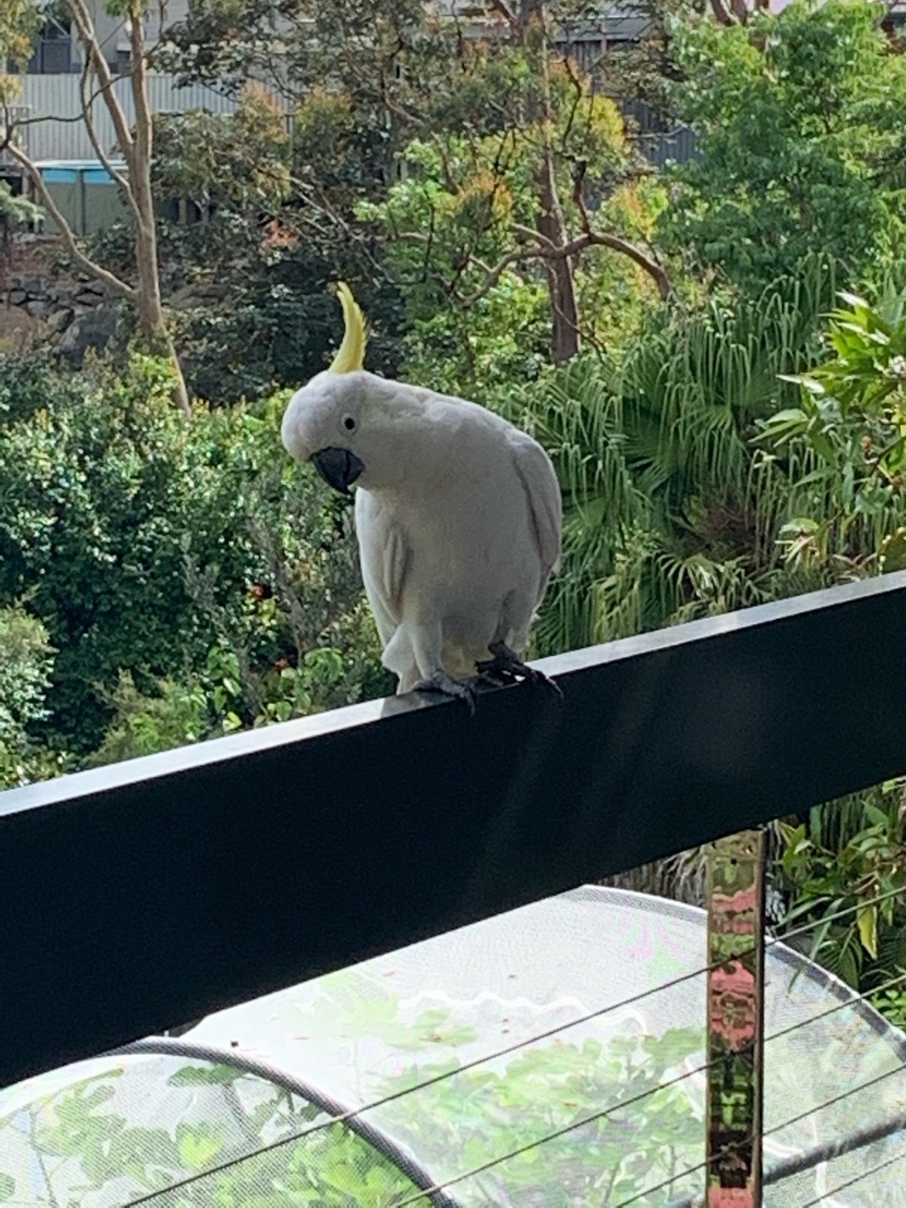 Sulphur-crested Cockatoo in Big City Birds App spotted by Janine Martin on 17.12.2020