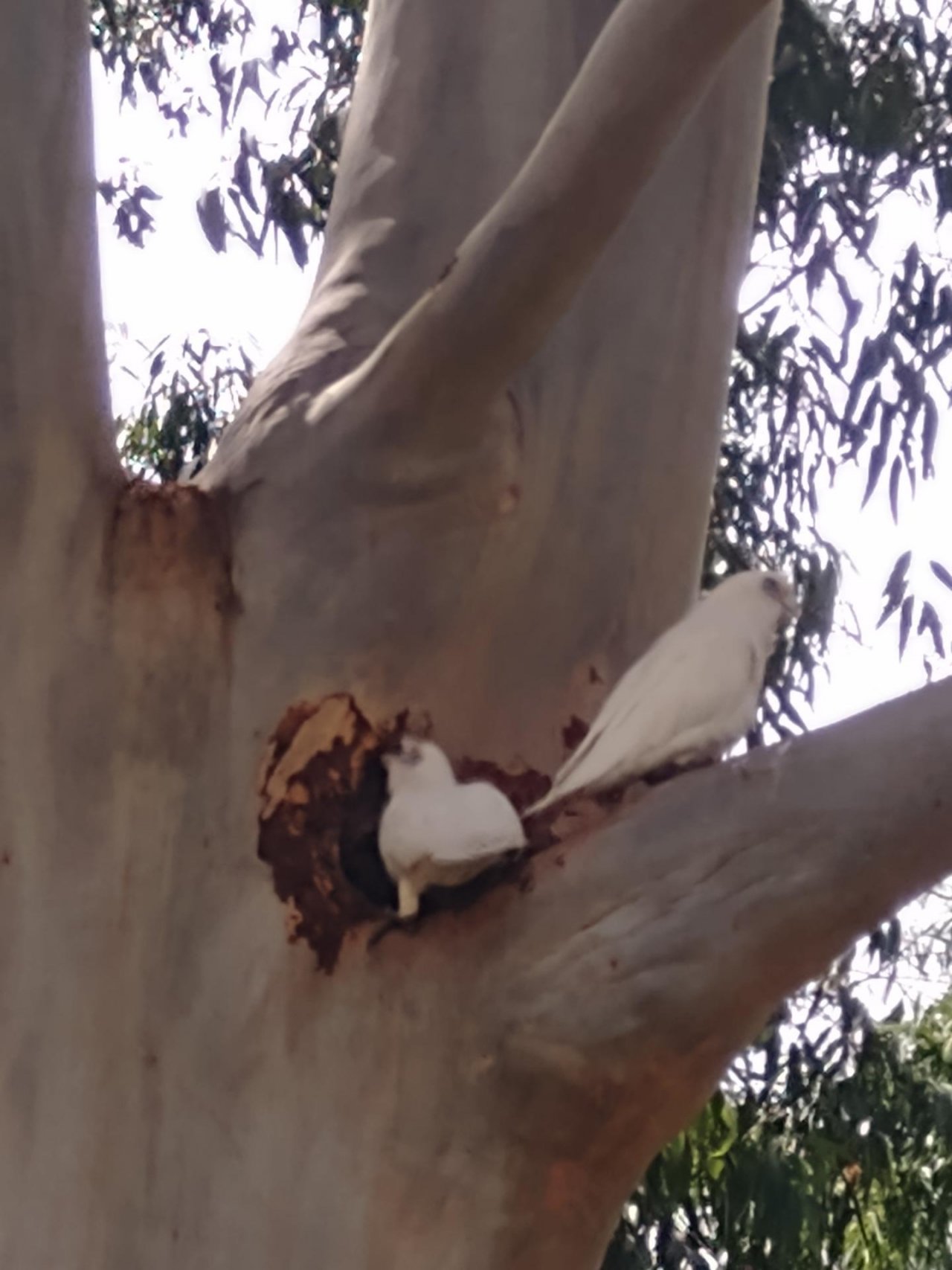 Little Corella in Big City Birds App spotted by Anna on 10.02.2021