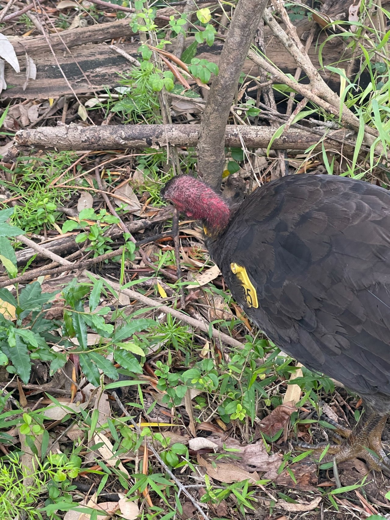 Brush-turkey in Big City Birds App spotted by Di Quick on 25.12.2020