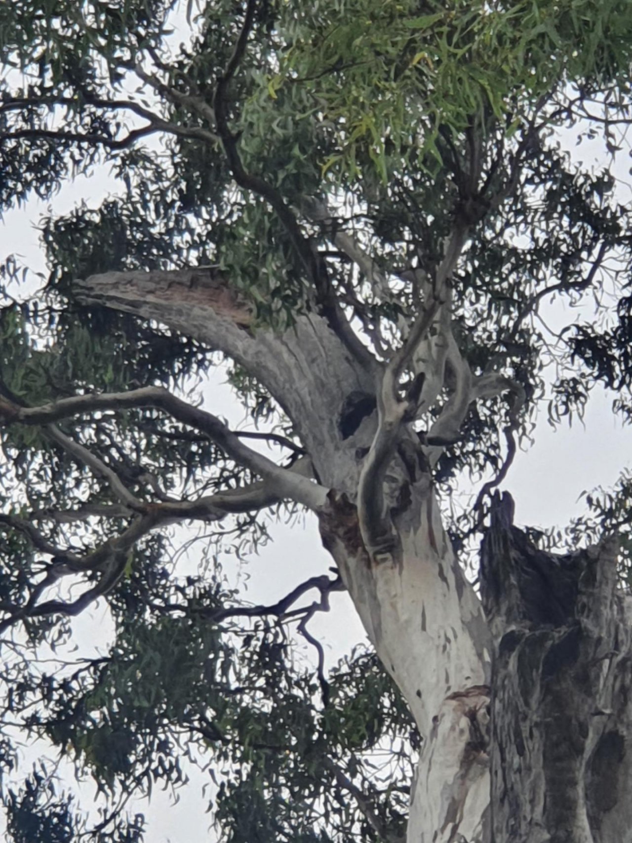 Nest in Big City Birds App spotted by Janice Hipperson on 01.03.2021