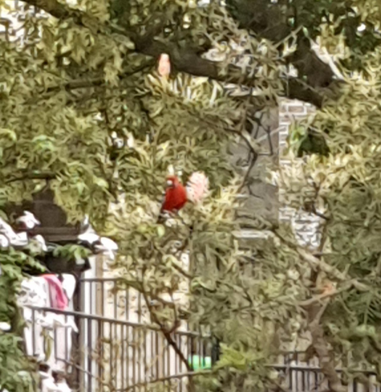 Other bird in Big City Birds App spotted by Supermum on 26.12.2020