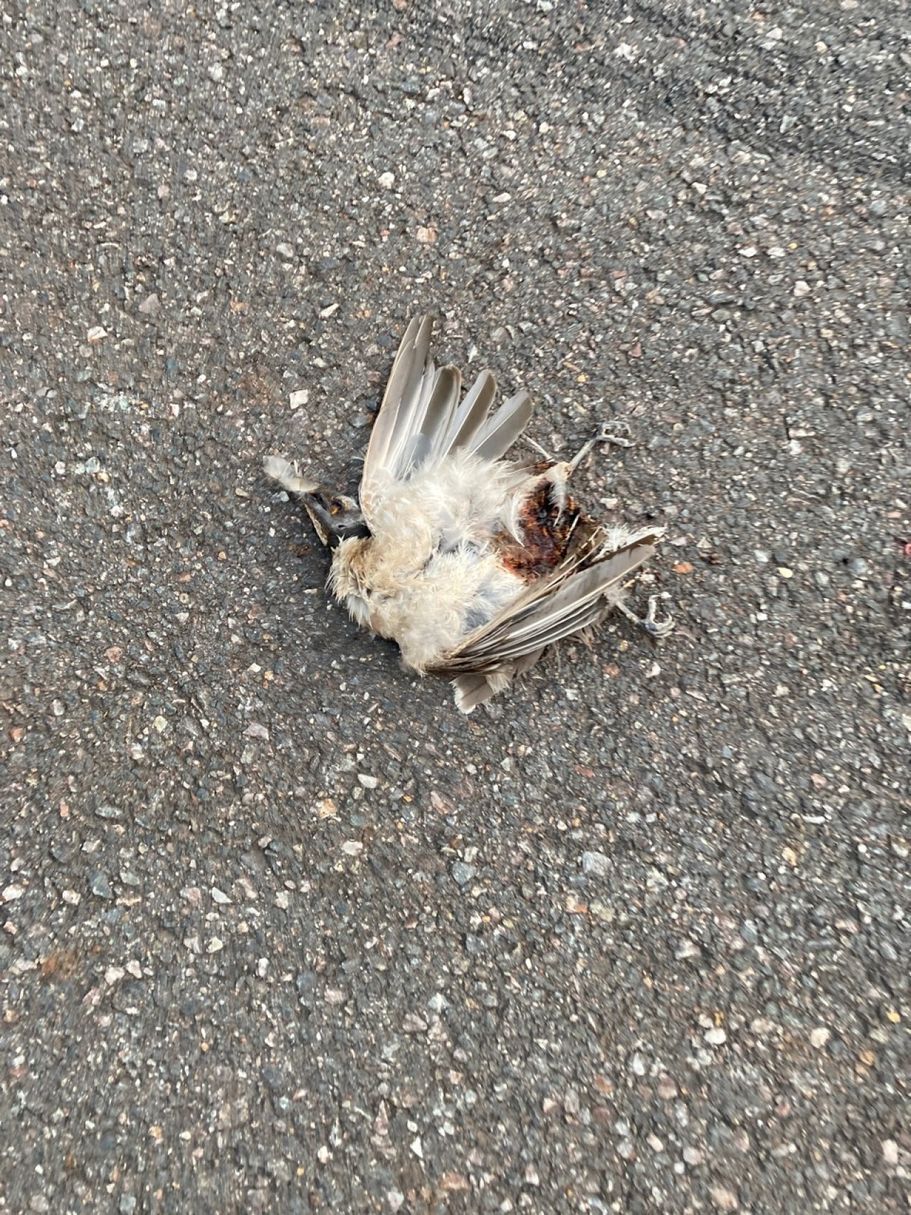 so groß wie Taube in Roadkill App spotted by Craigs on 22.12.2020