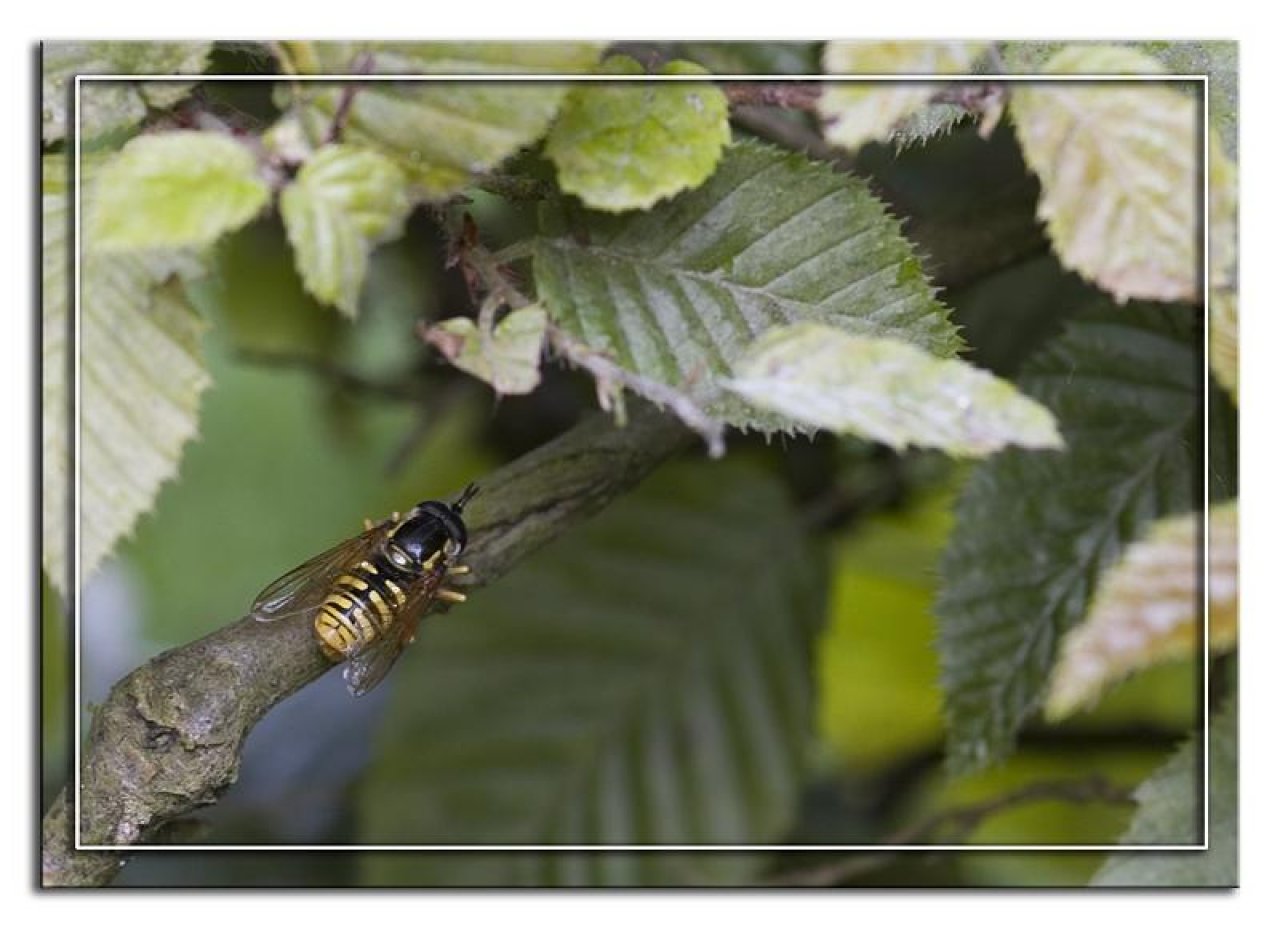 Animals in NatureSpots App spotted by Danny VG on 24.06.2019