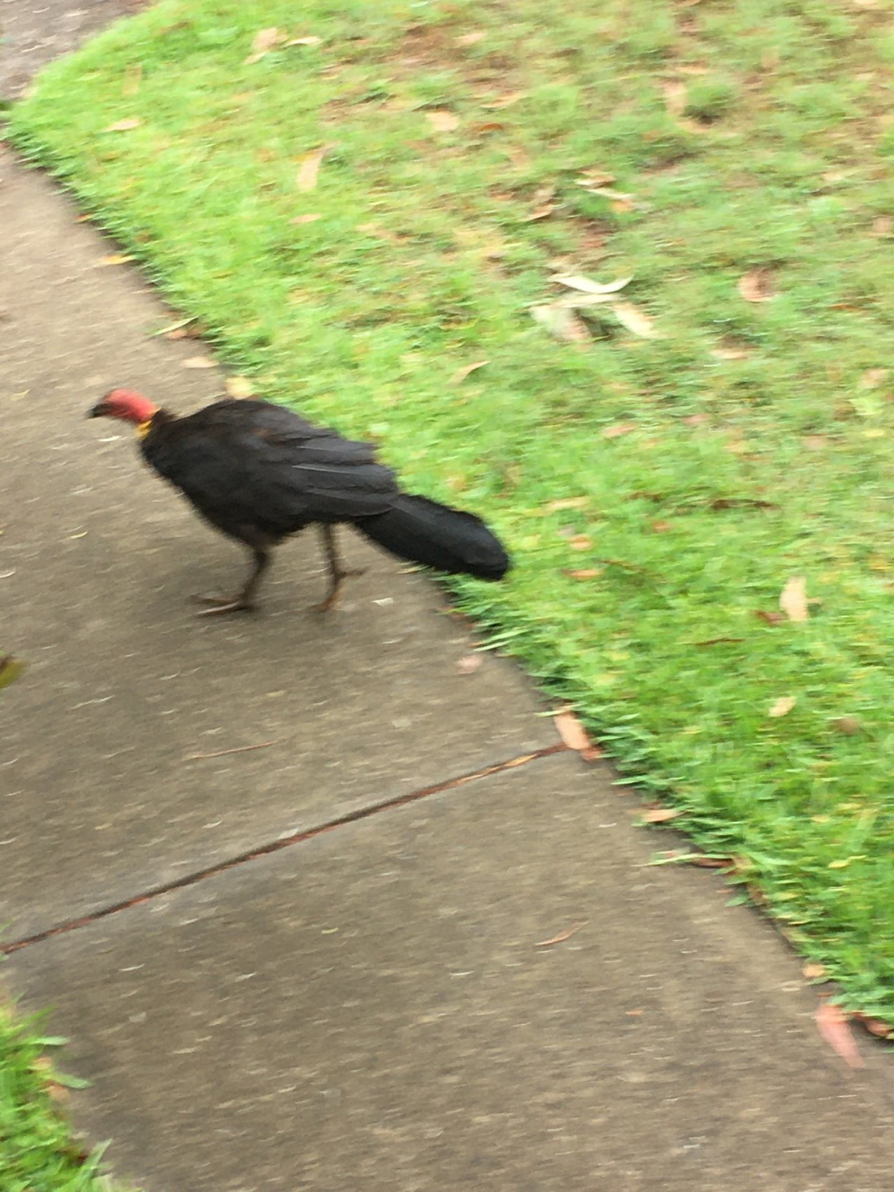 Brush-turkey in Big City Birds App spotted by Margaret Scott on 13.02.2021