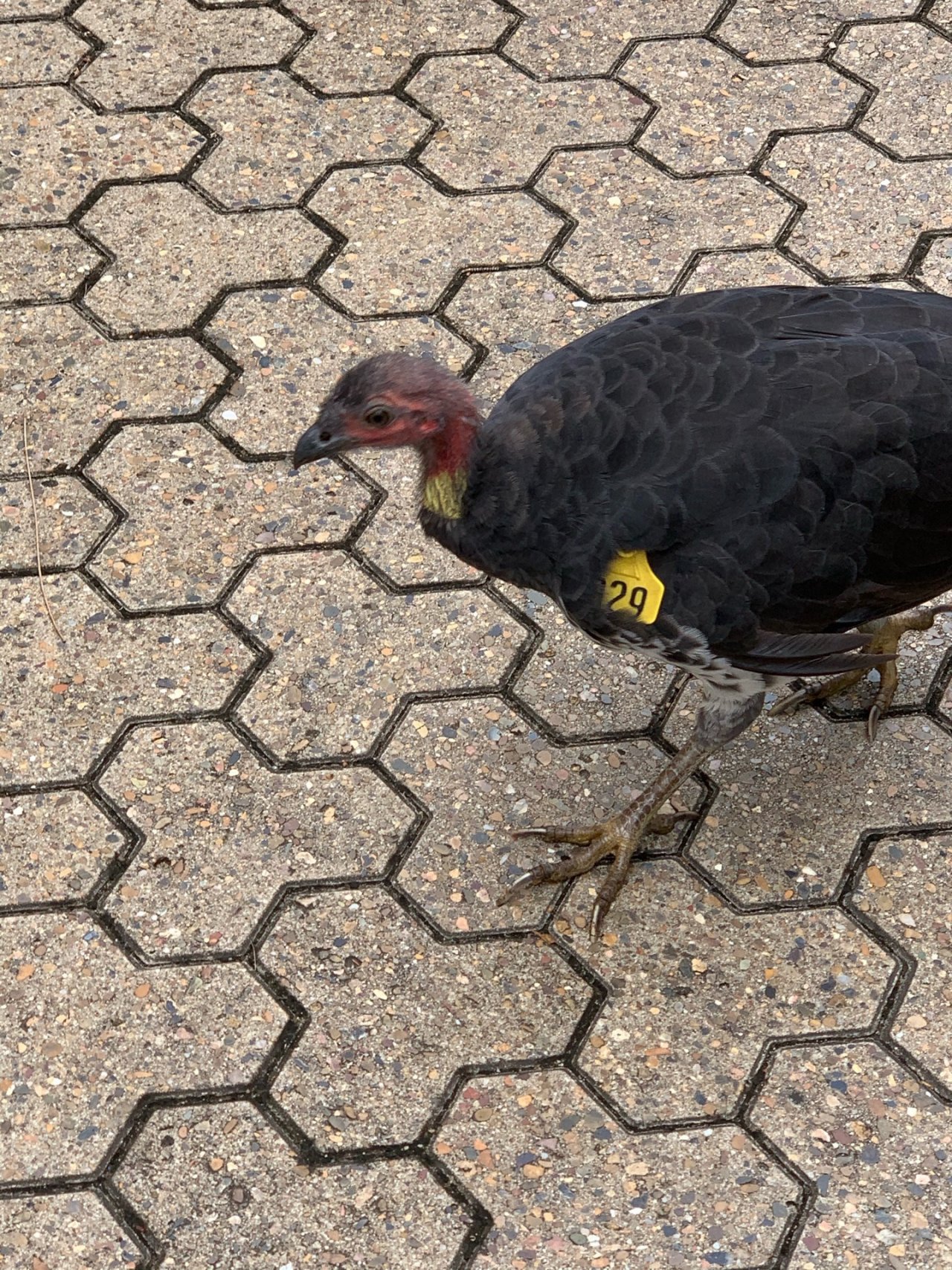 Brush-turkey in Big City Birds App spotted by John Martin on 18.02.2021