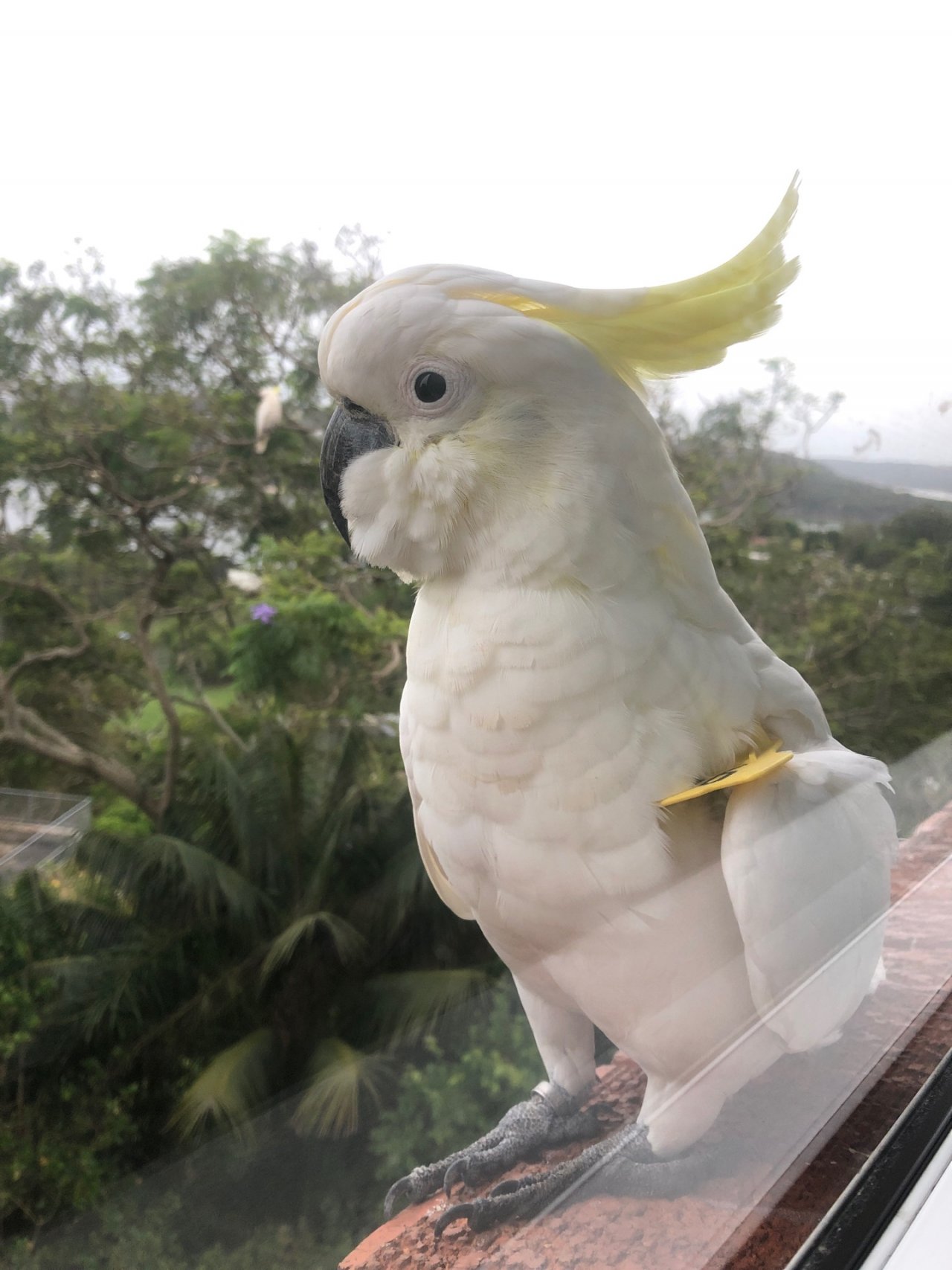 Sulphur-crested Cockatoo in Big City Birds App spotted by Cockie on 19.12.2020