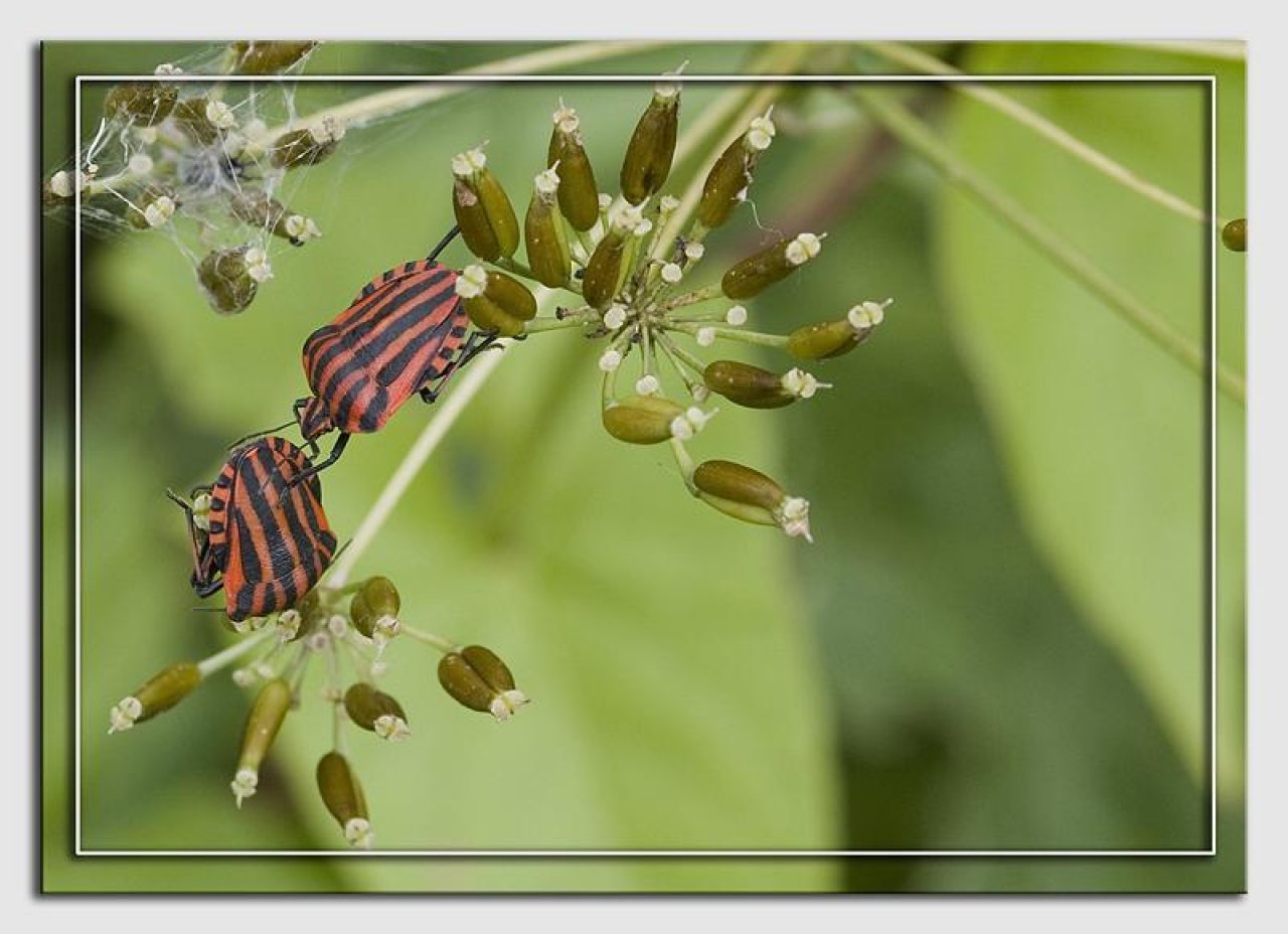 Animals in NatureSpots App spotted by Danny VG on 19.07.2019