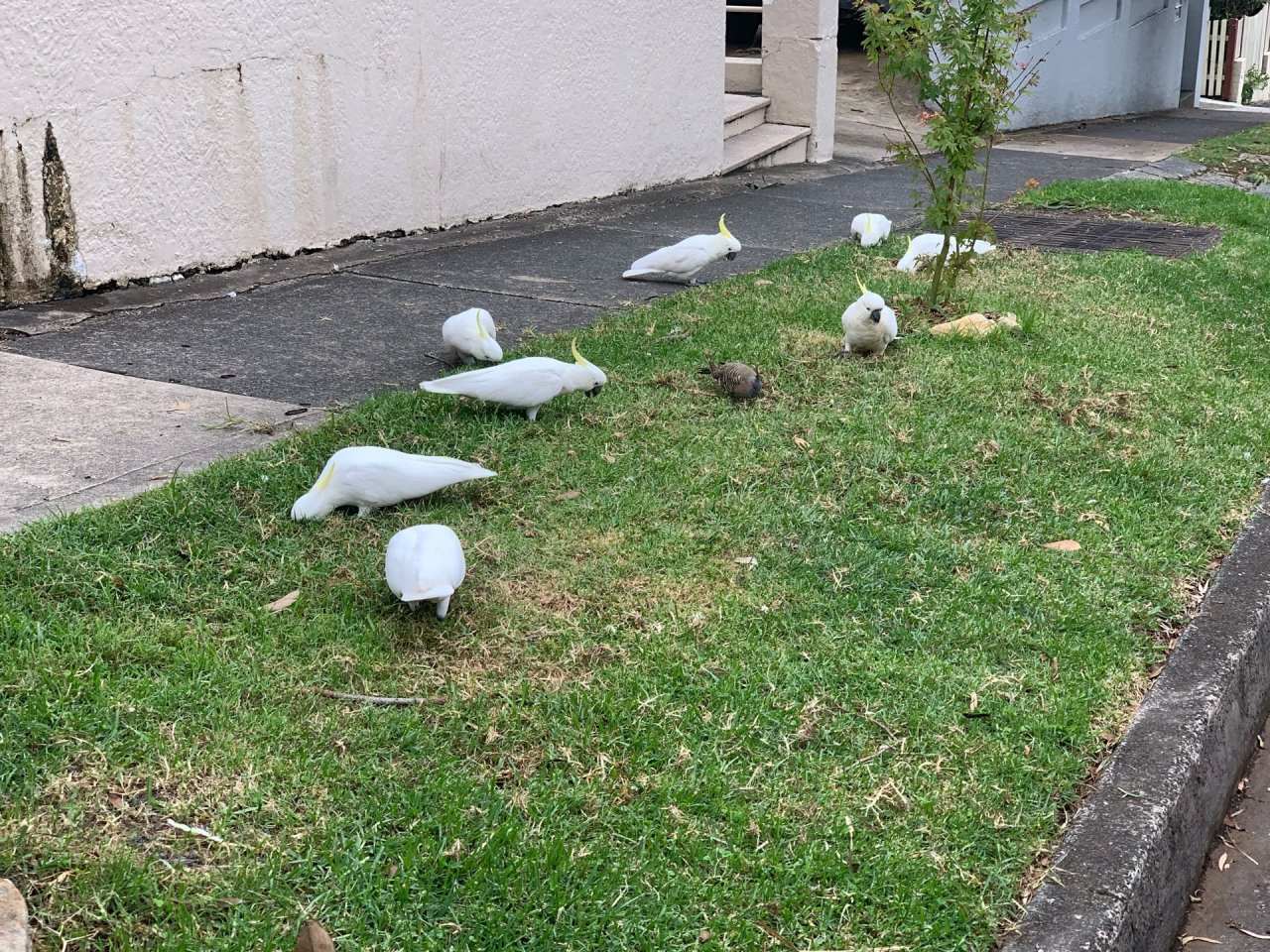 Sulphur-crested Cockatoo in Big City Birds App spotted by John Martin on 25.12.2020