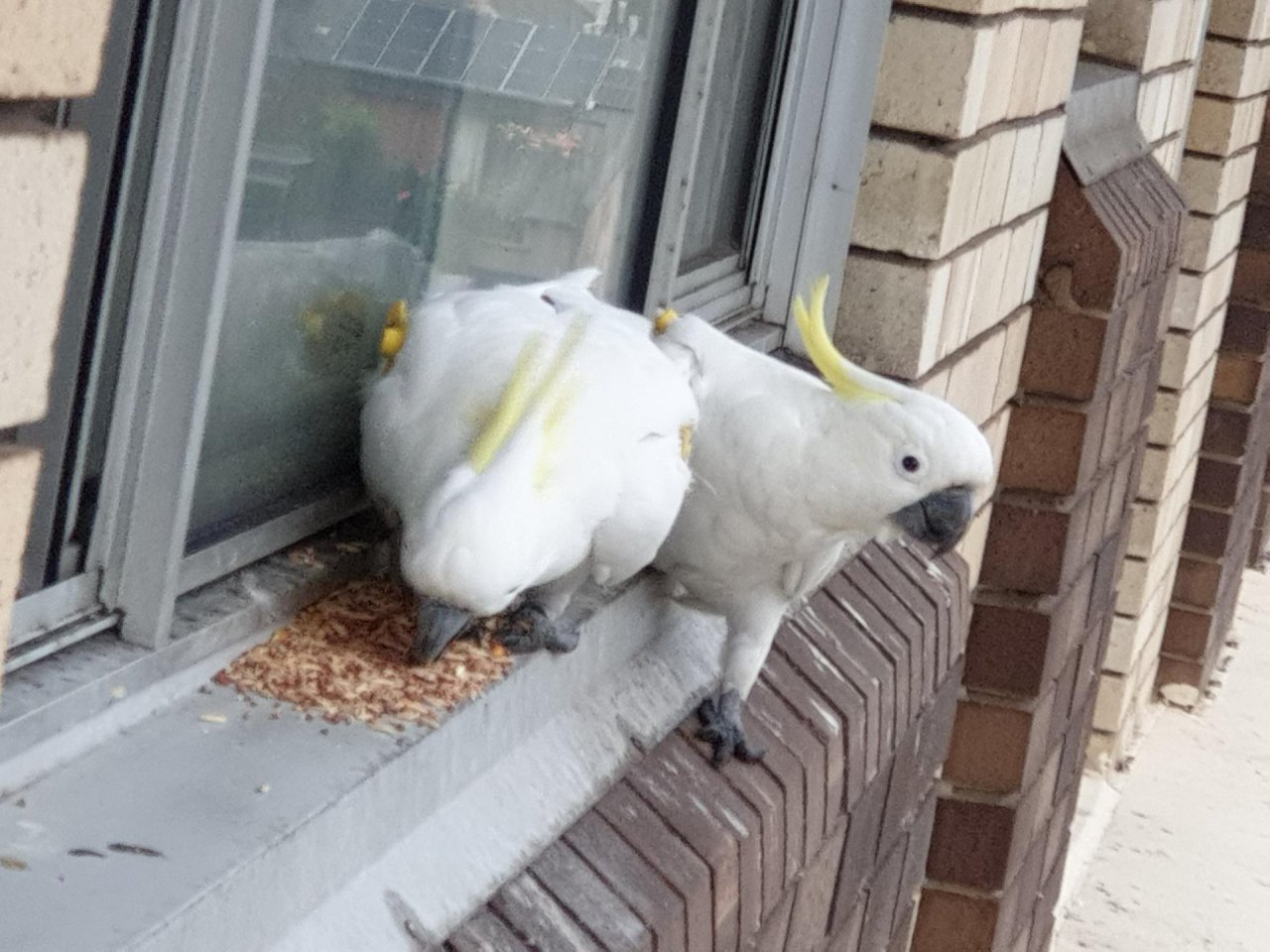 Sulphur-crested Cockatoo in Big City Birds App spotted by TomMassey on 19.12.2020