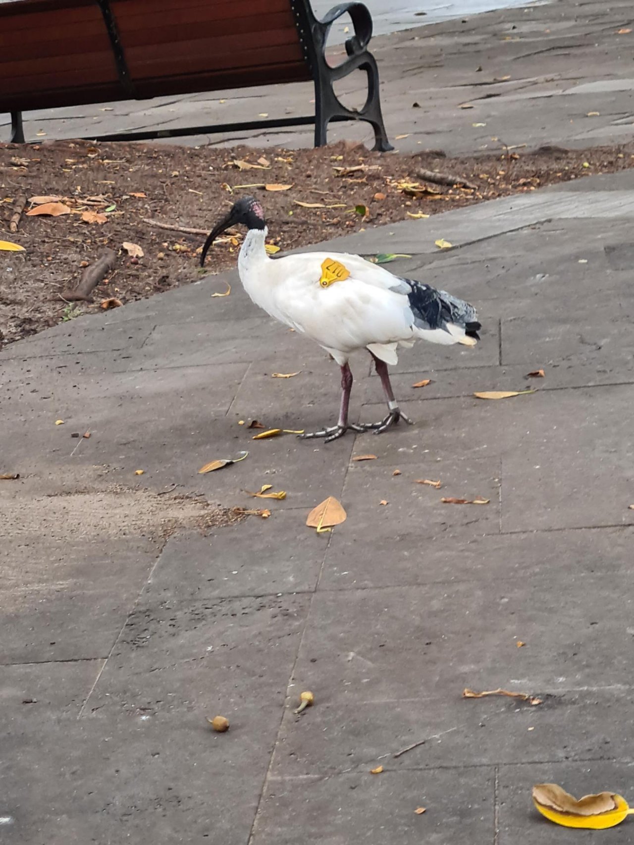 White Ibis in Big City Birds App spotted by Birdlover69xx on 08.02.2021