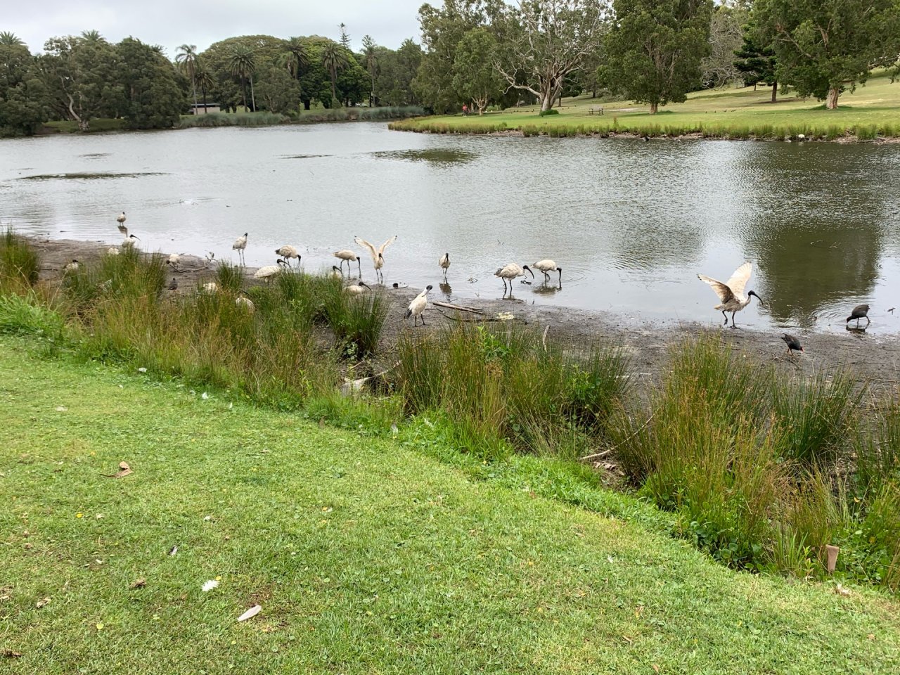 White Ibis in Big City Birds App spotted by Sean Serduk on 16.12.2020