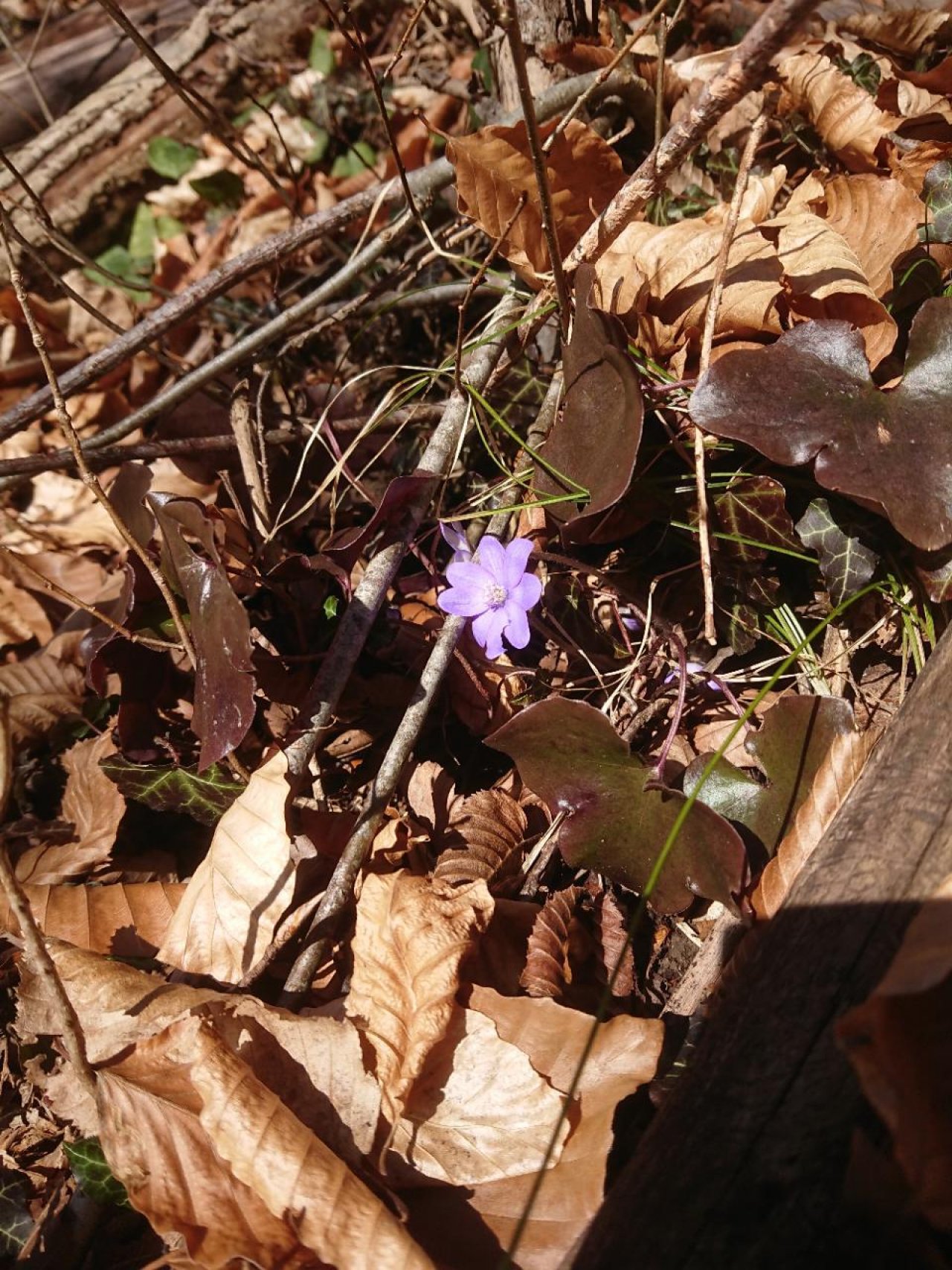 Leberblümchen in Naturkalender App spotted by Niko Bonsels on 22.02.2021