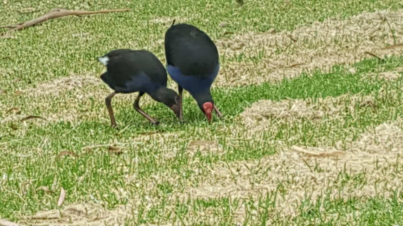Dusky Moorhen in ClimateWatch App spotted by VR Nathan on 16.12.2020