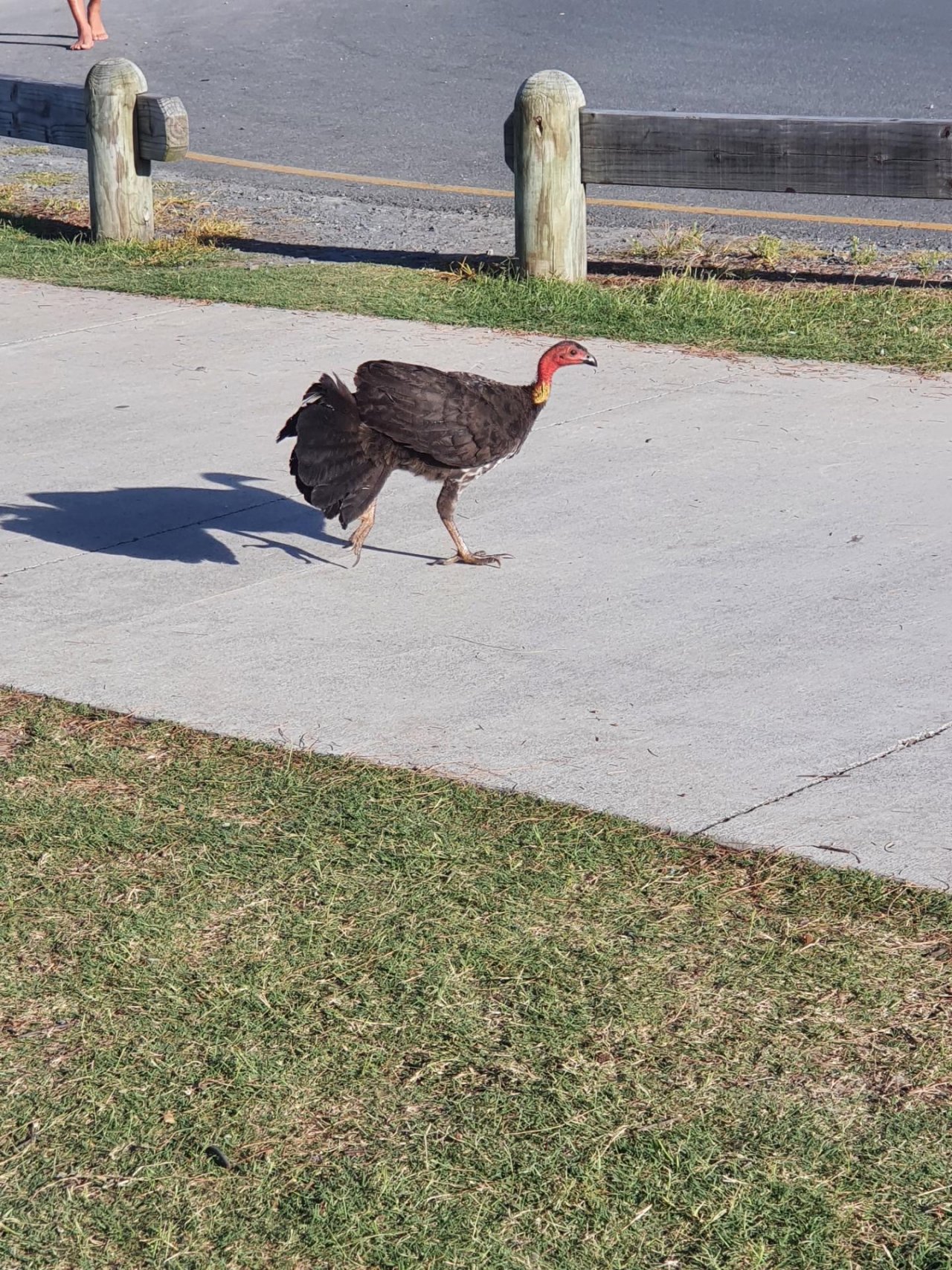 Brush-turkey in Big City Birds App spotted by Janice Hipperson on 17.01.2021