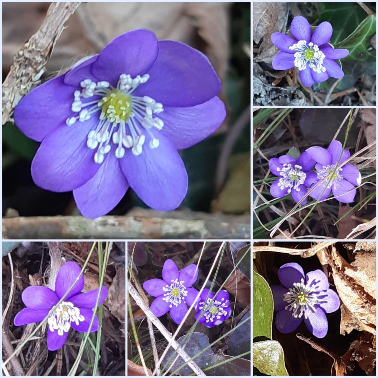 Leberblümchen in Naturkalender App spotted by Steinbock on 21.02.2021