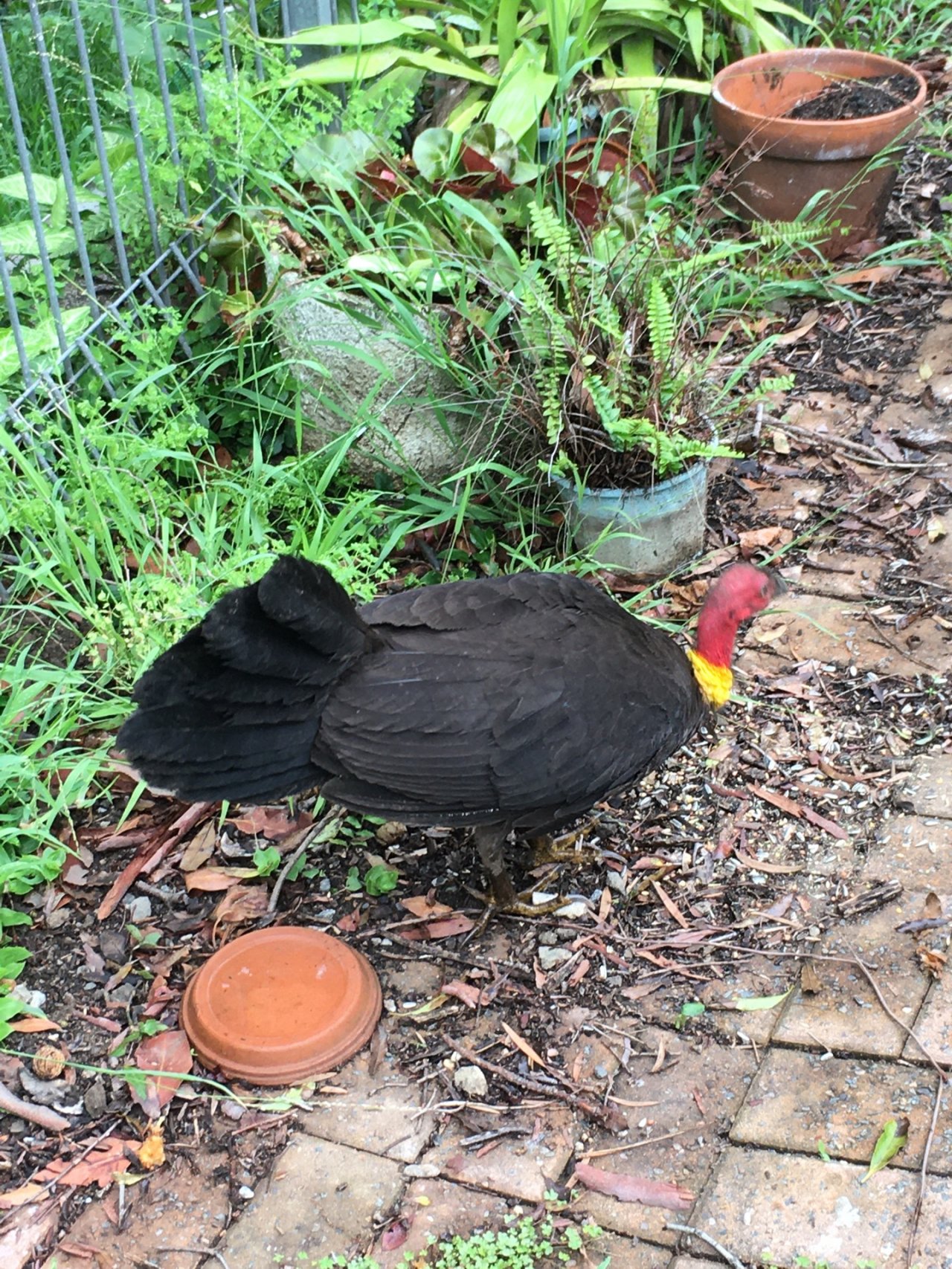 Brush-turkey in Big City Birds App spotted by Margaret Scott on 01.01.2021