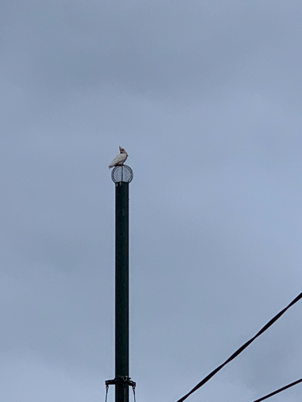 Little Corella in Big City Birds App spotted by Sean Serduk on 25.12.2020